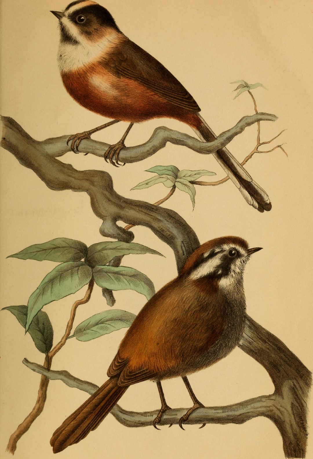 Black-capped Bushtit