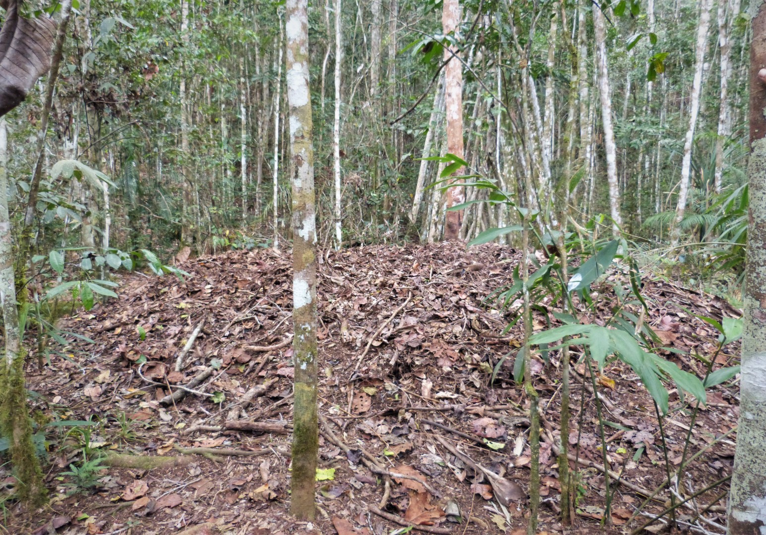 Black-capped Catbird