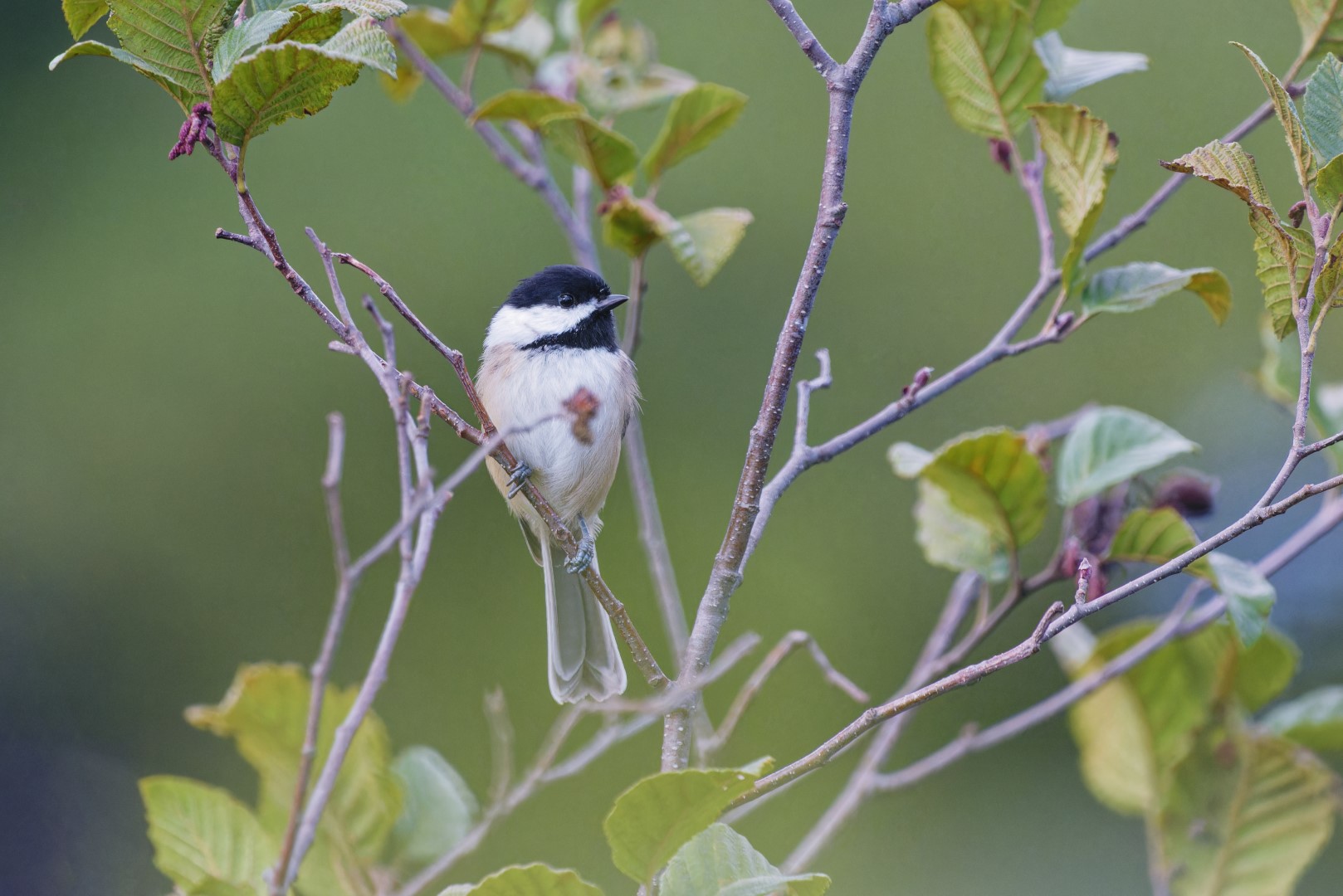 Black-capped Chickadee