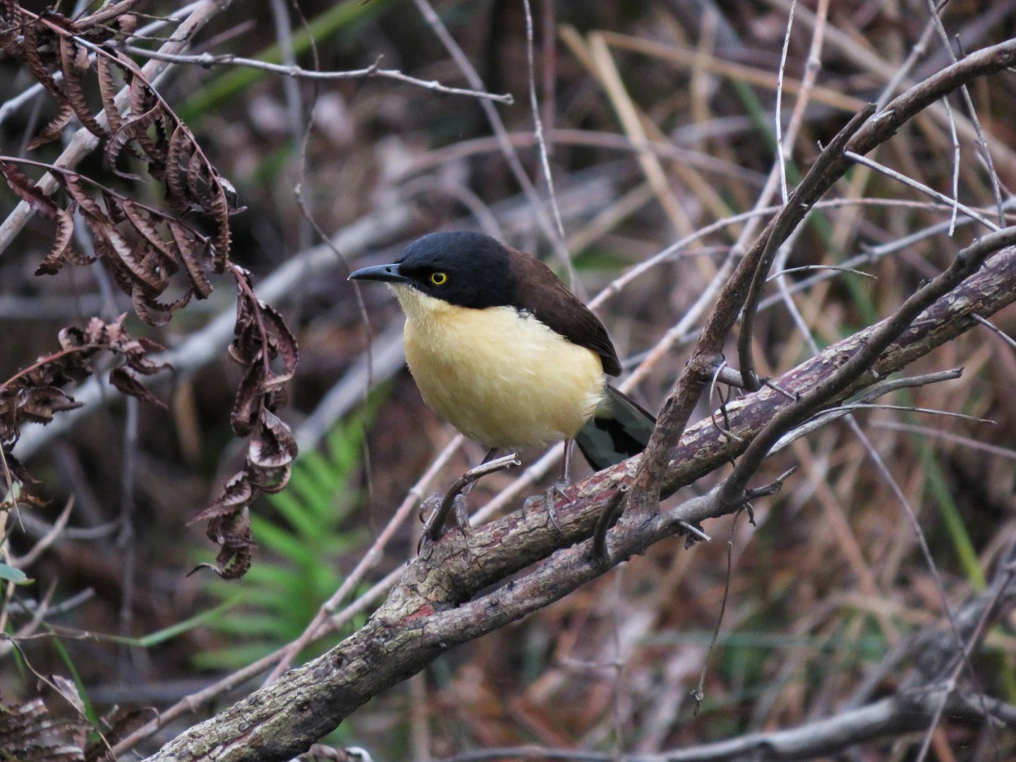 Black-capped Donacobius