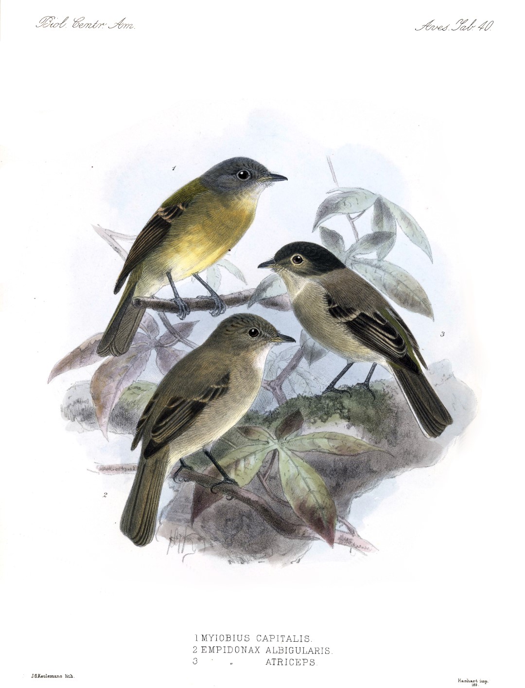 Black-capped Flycatcher