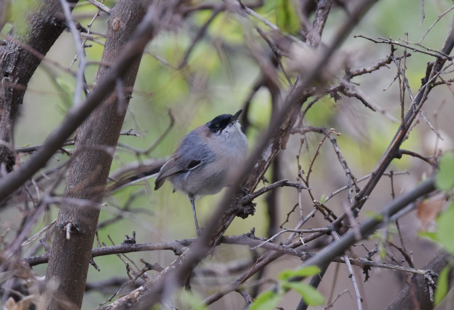 Black-capped Gnatcatcher