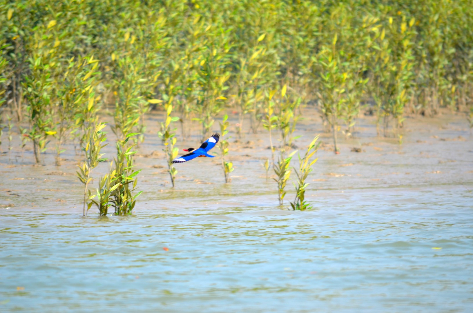 Black-capped Kingfisher