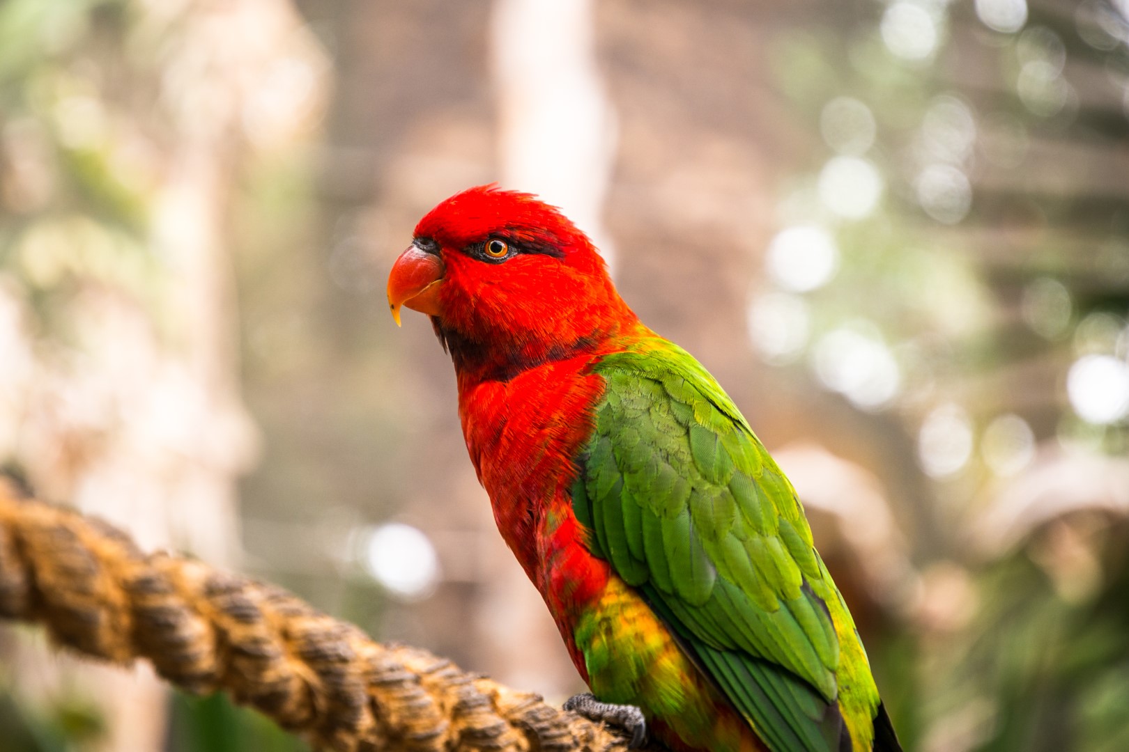 Black-capped lory