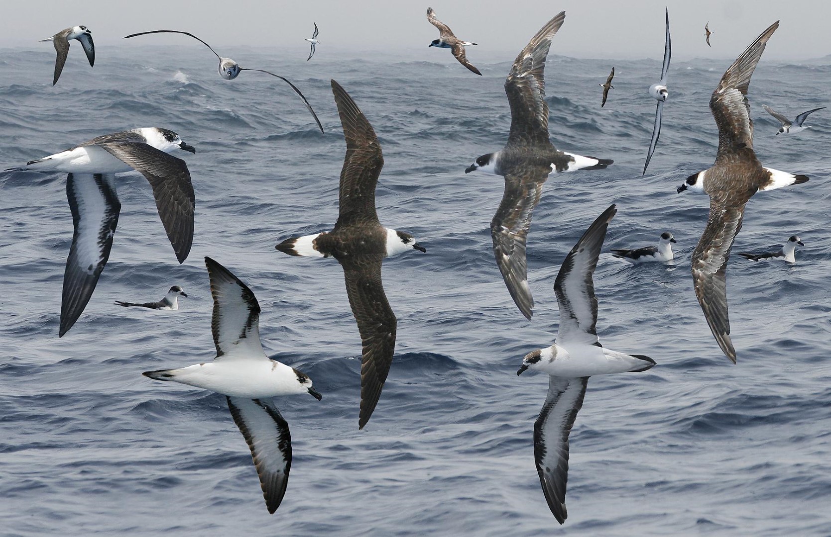 Black-capped Petrel