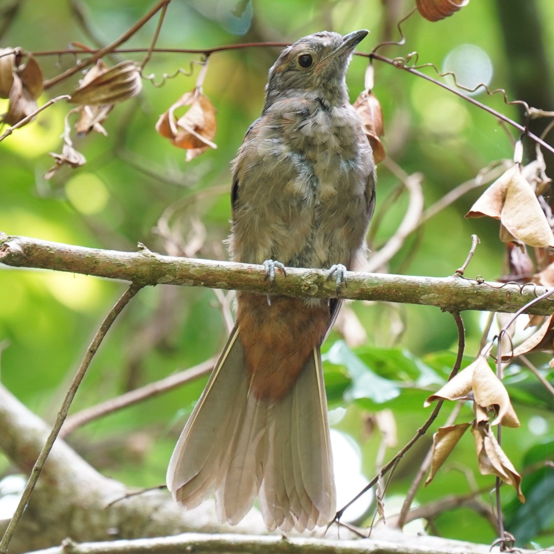 Black-capped Piprites
