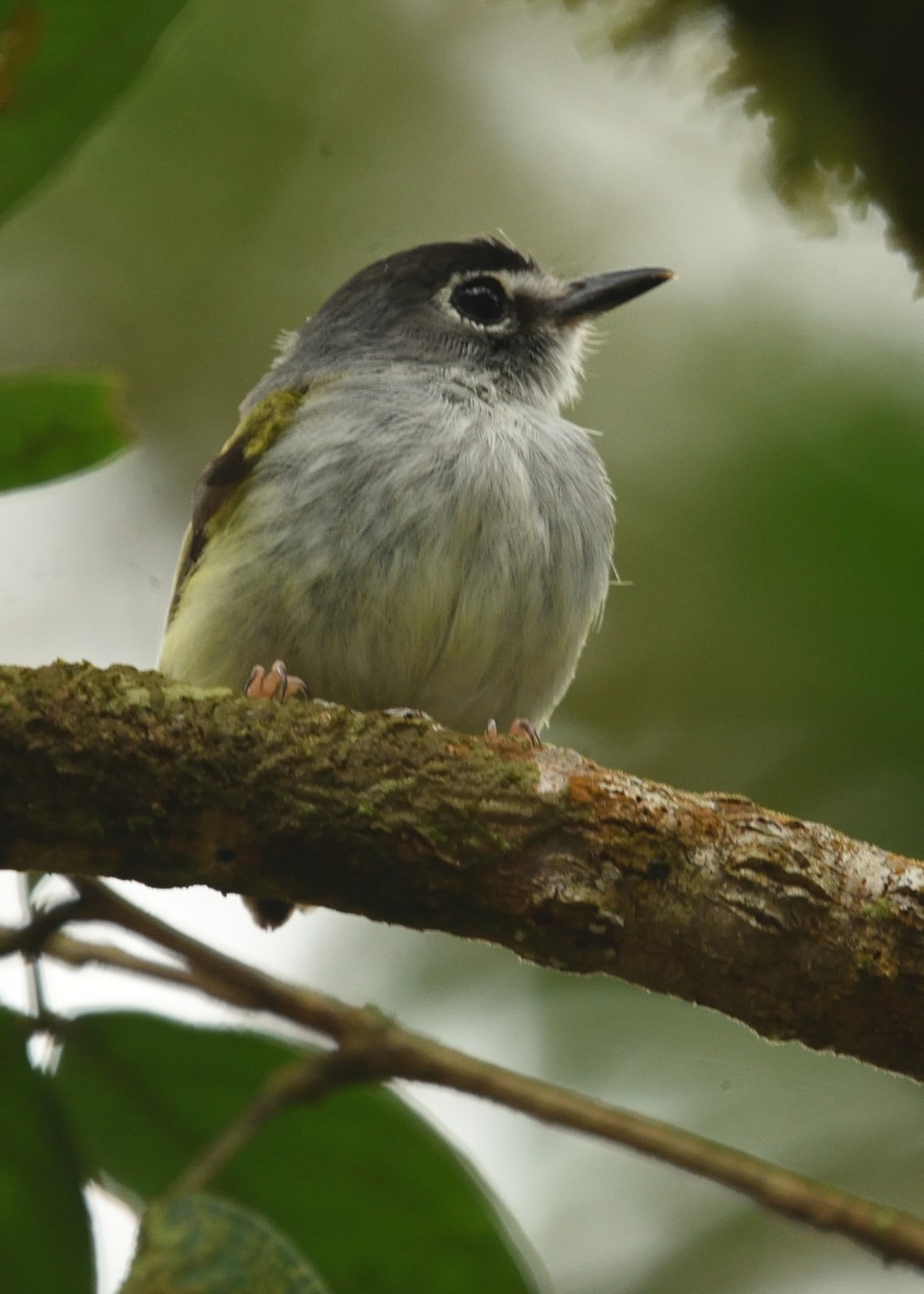 Black-capped Pygmy-Tyrant