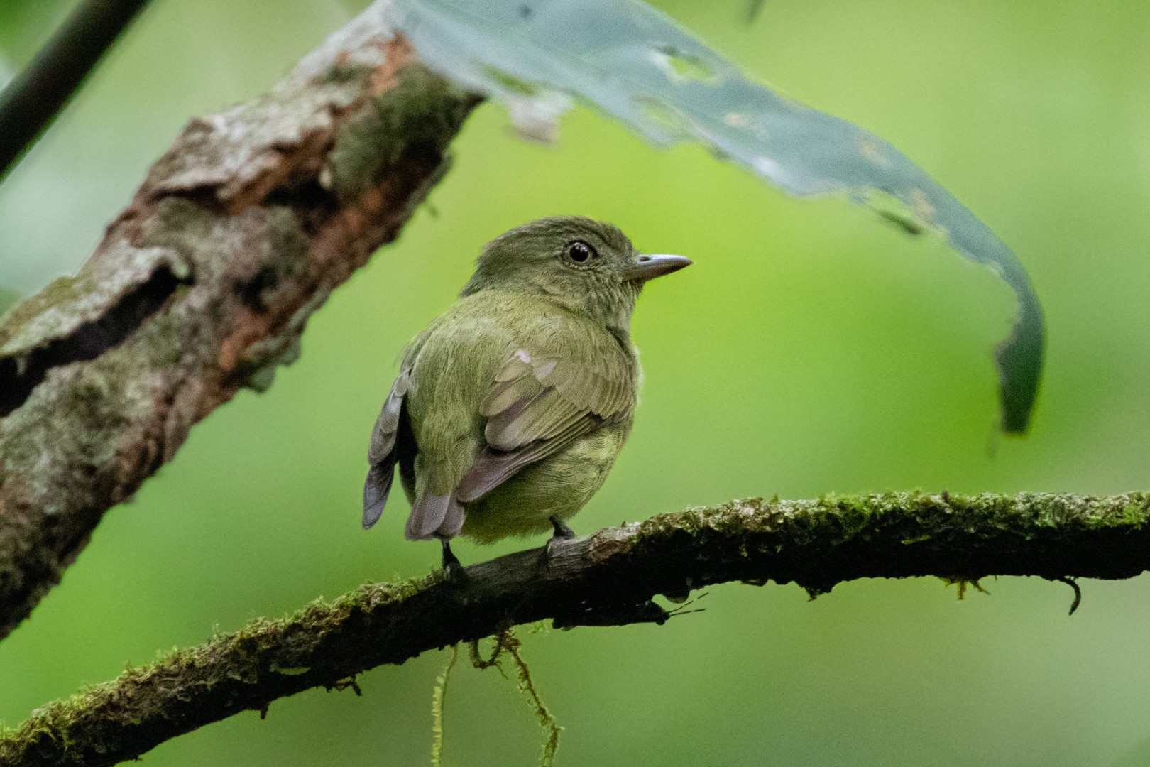Black-capped Pygmy Tyrant