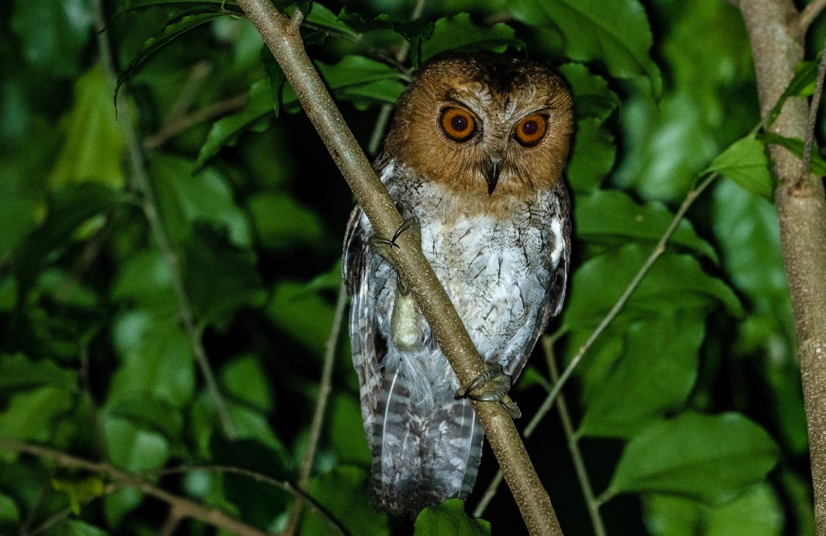 Black-capped Scops Owl