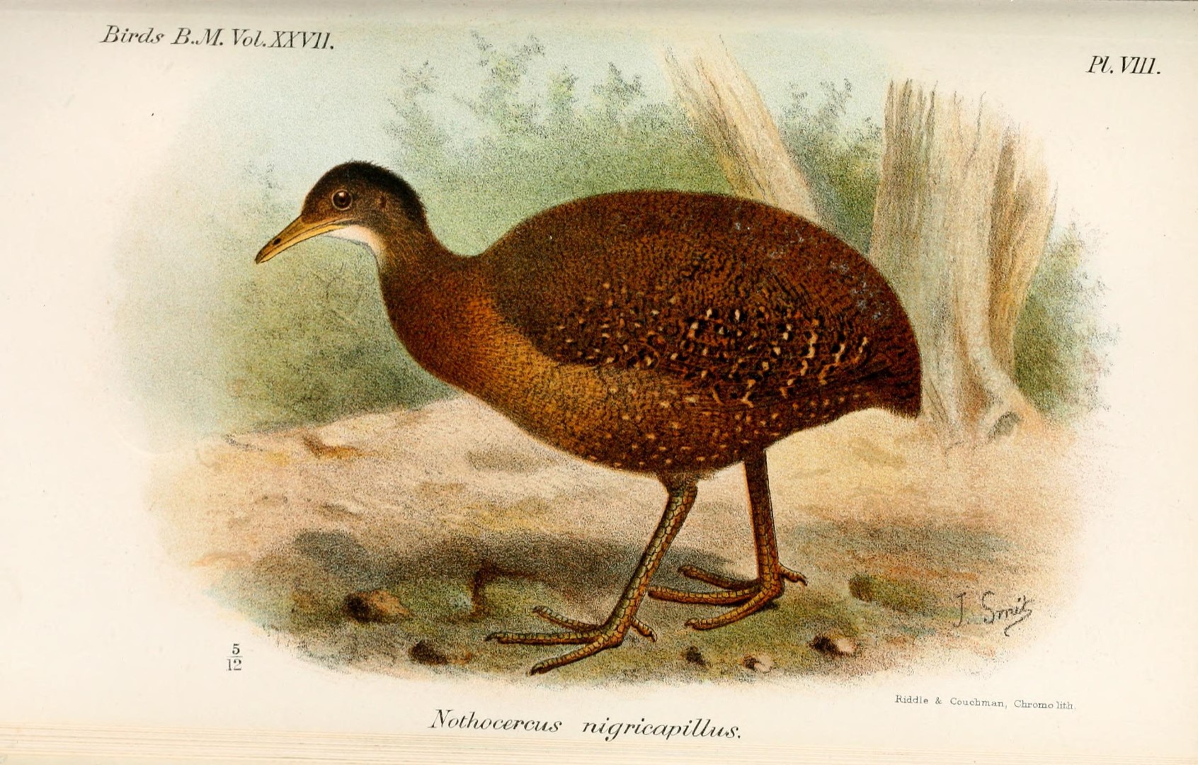 Black-capped Tinamou