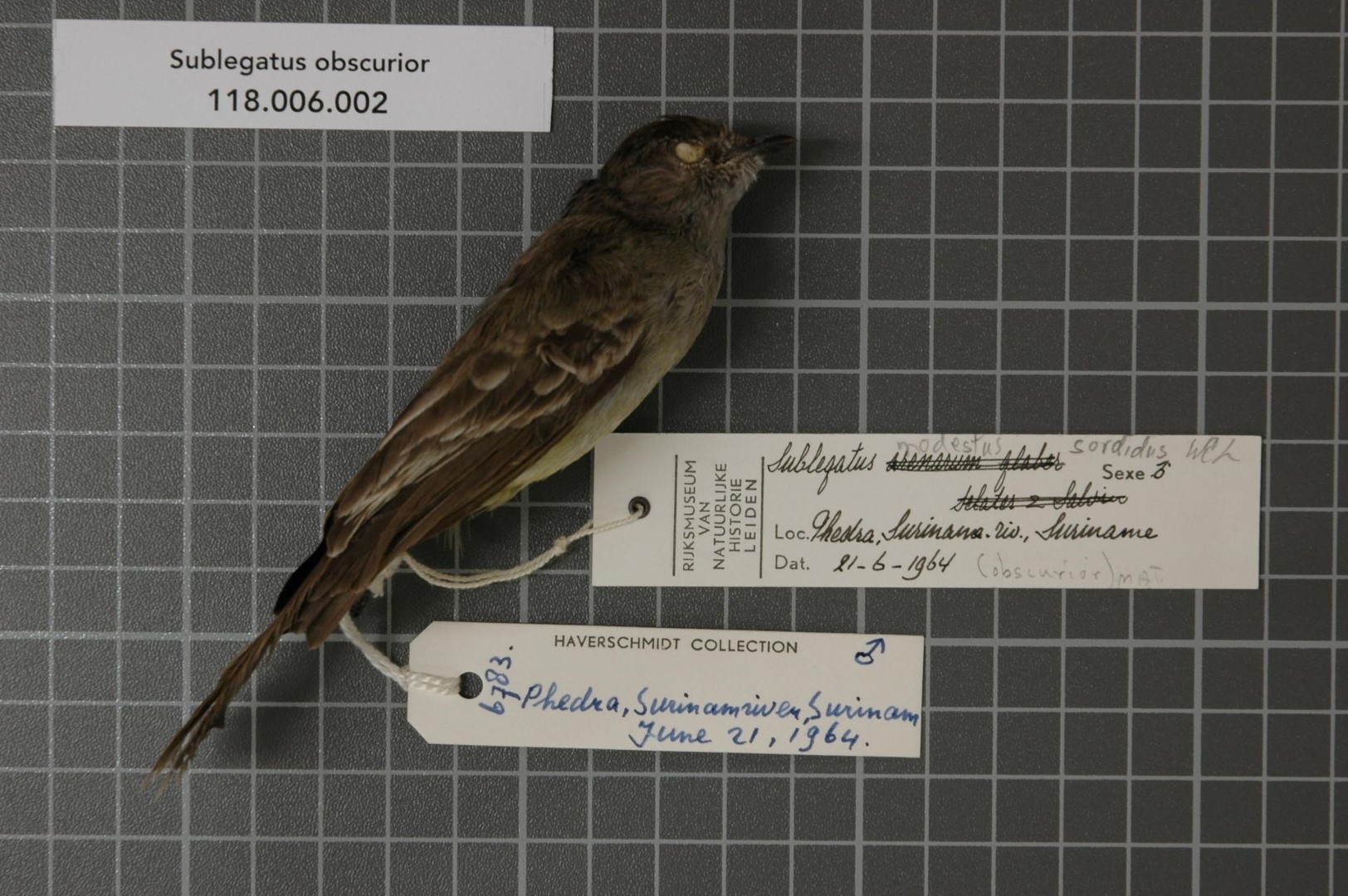 Black-capped Tyrannulet