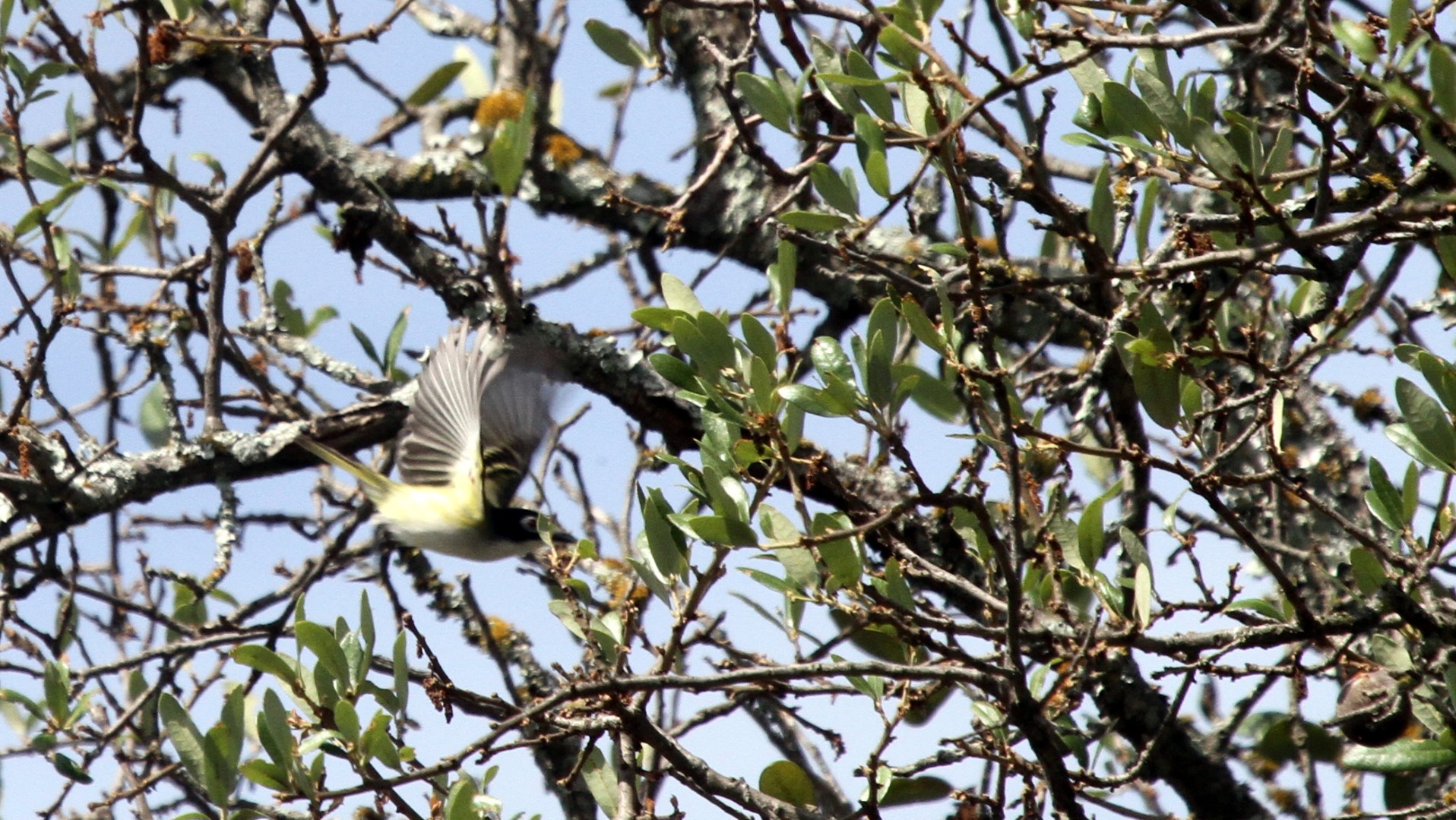 Black-capped Vireo
