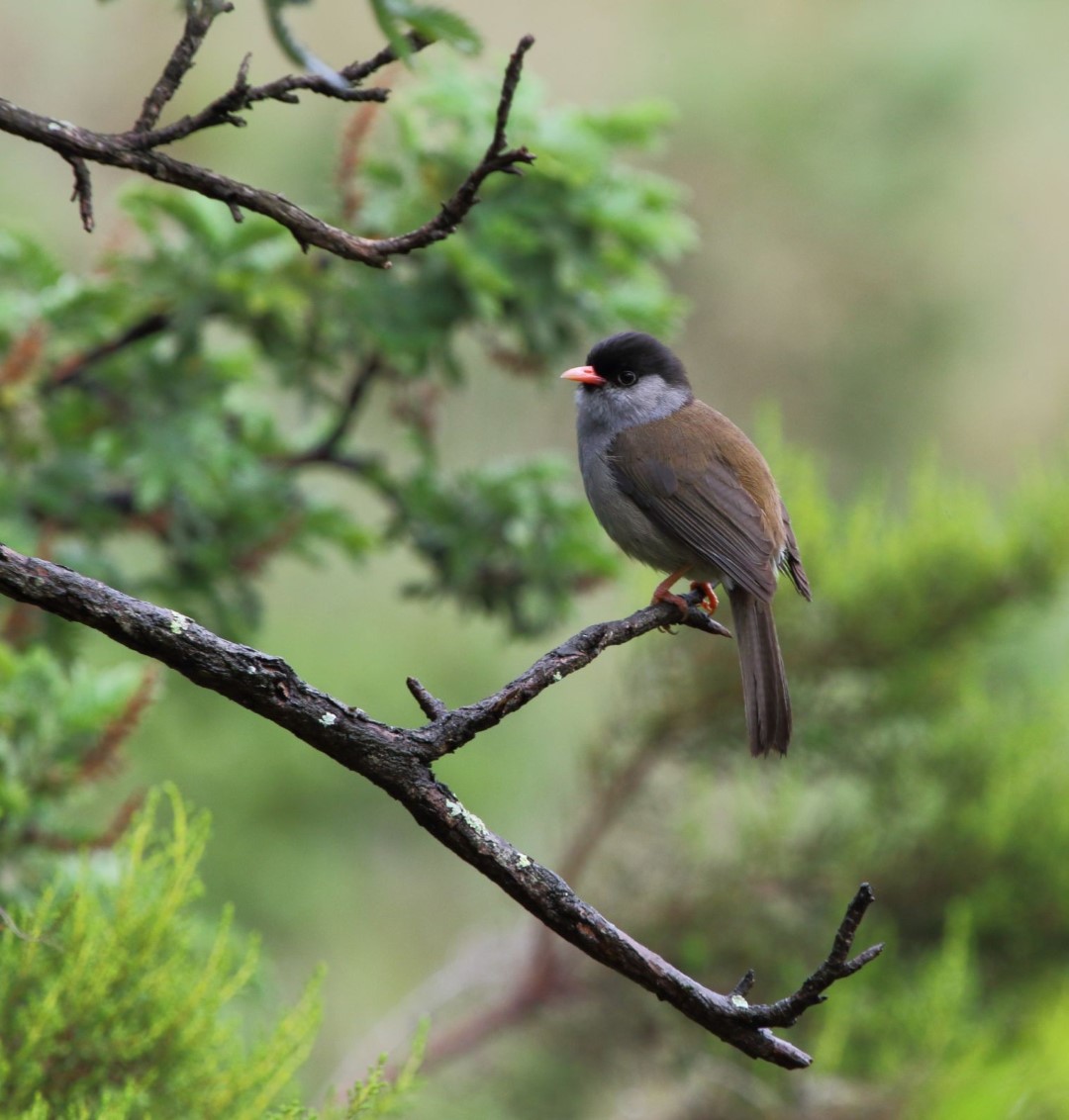 Black-capped Warbler