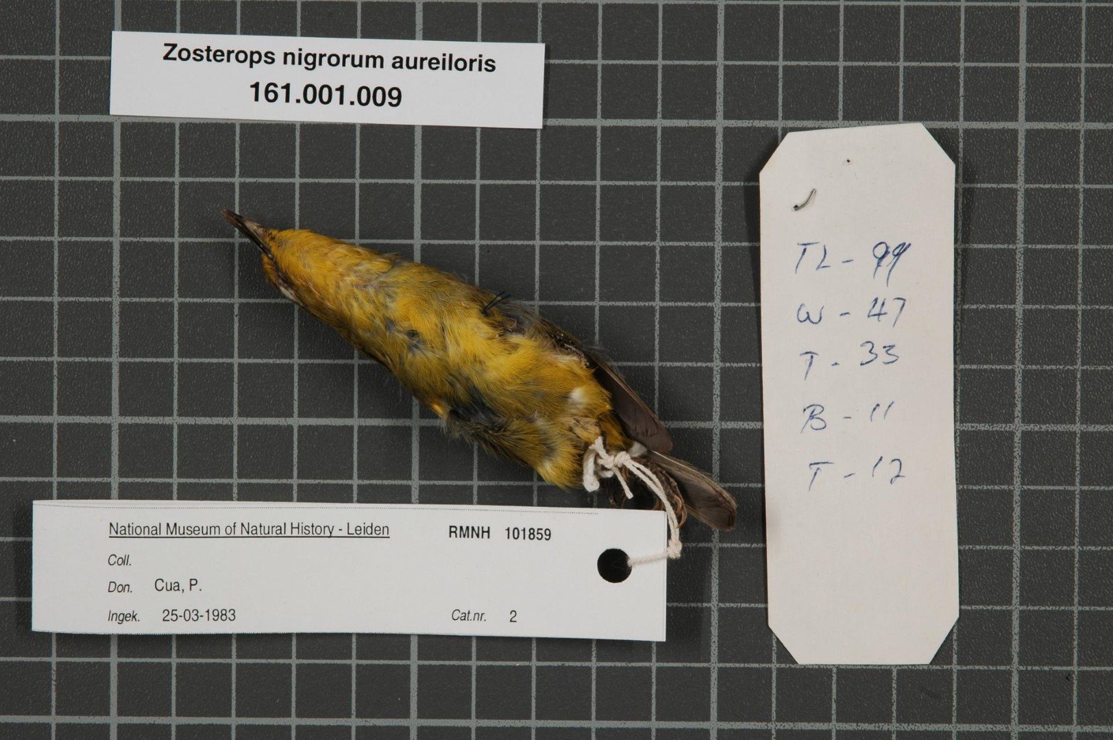 Black-capped White-eye