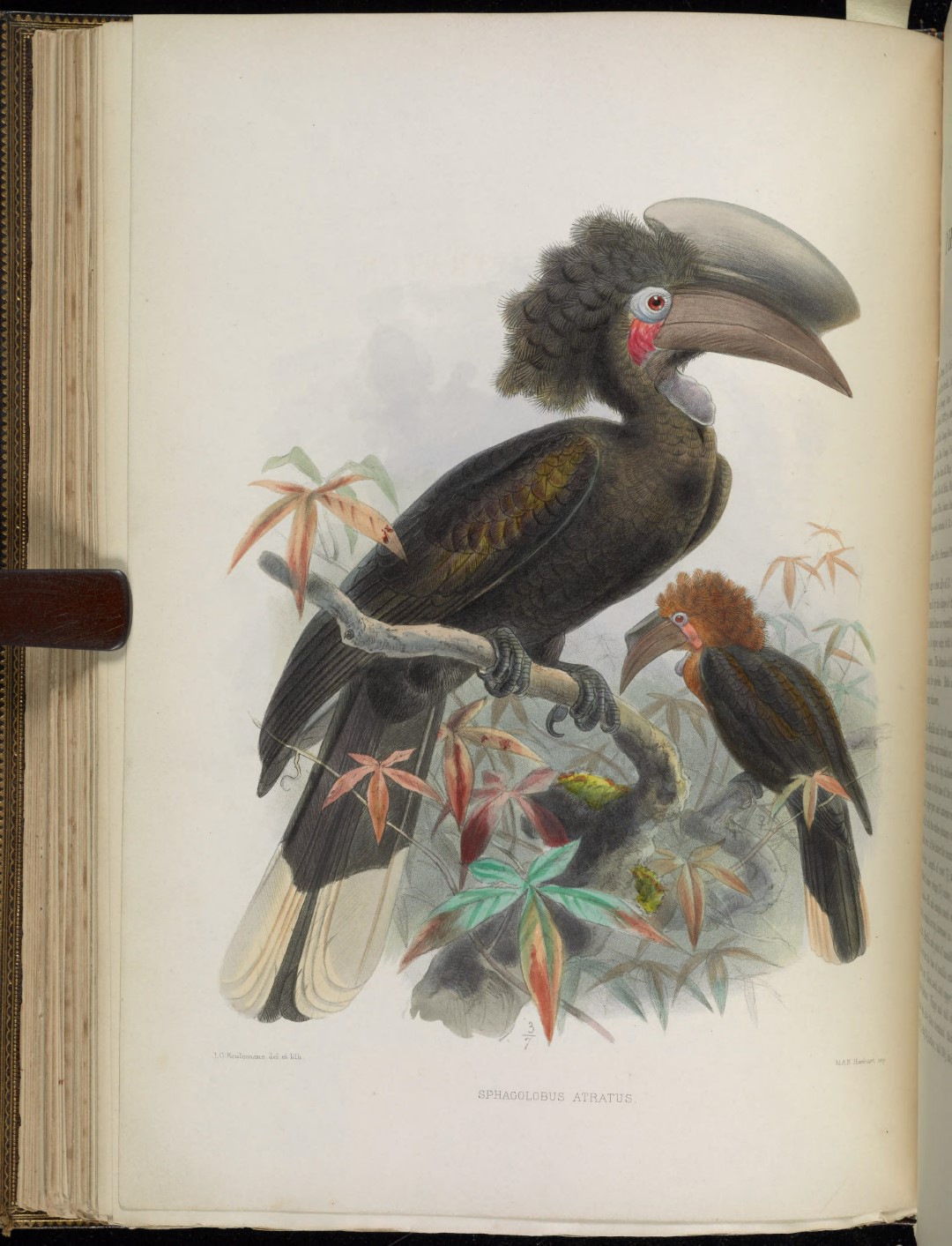 Black-casqued Wattled Hornbill