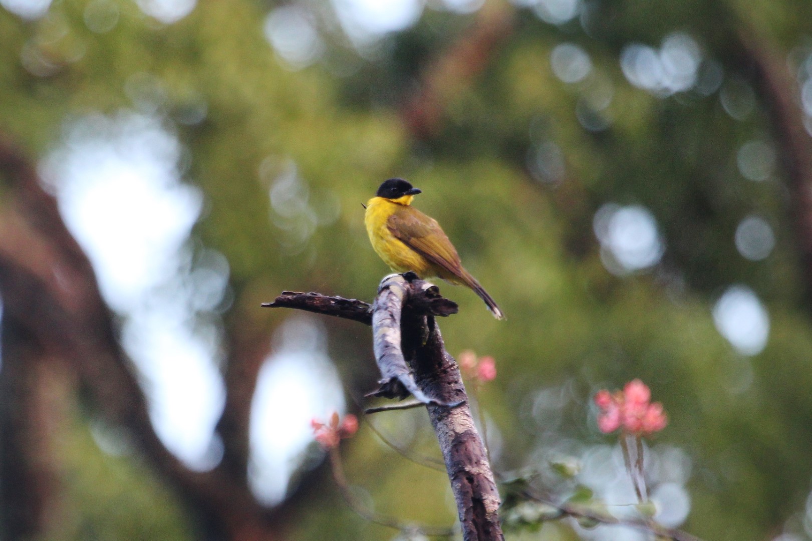 Black-cheeked Ant Tanager