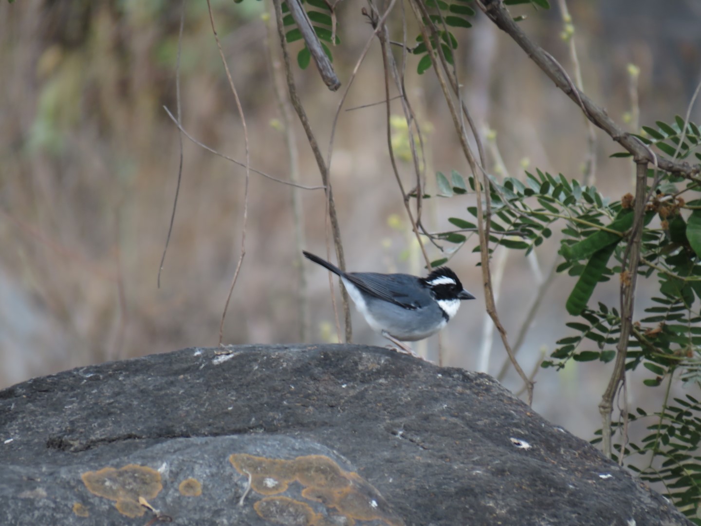 Black-cheeked Ant-Tanager