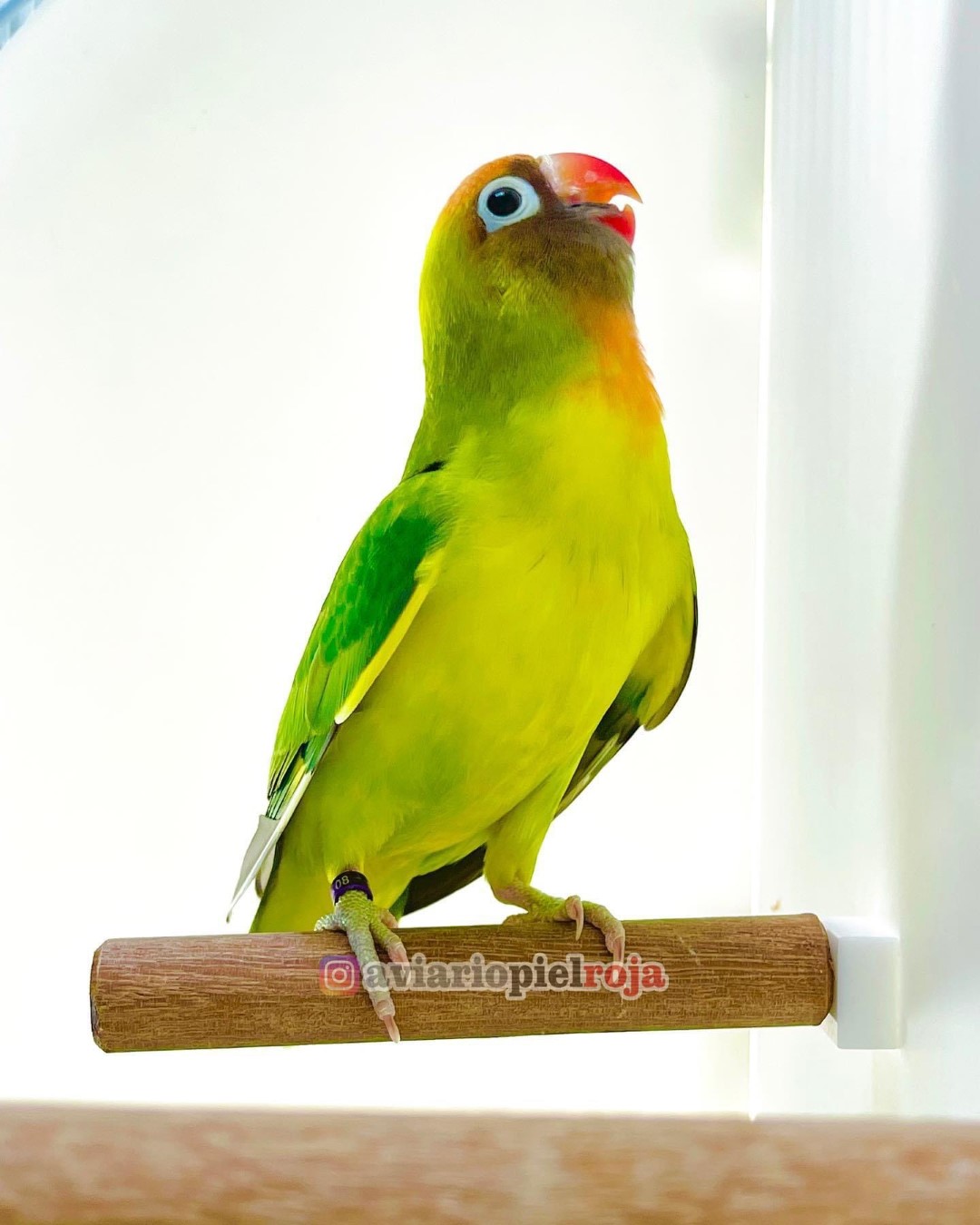 Black-cheeked Lovebird