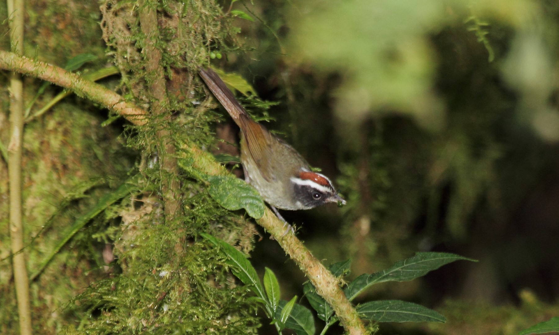 Black-cheeked Warbler