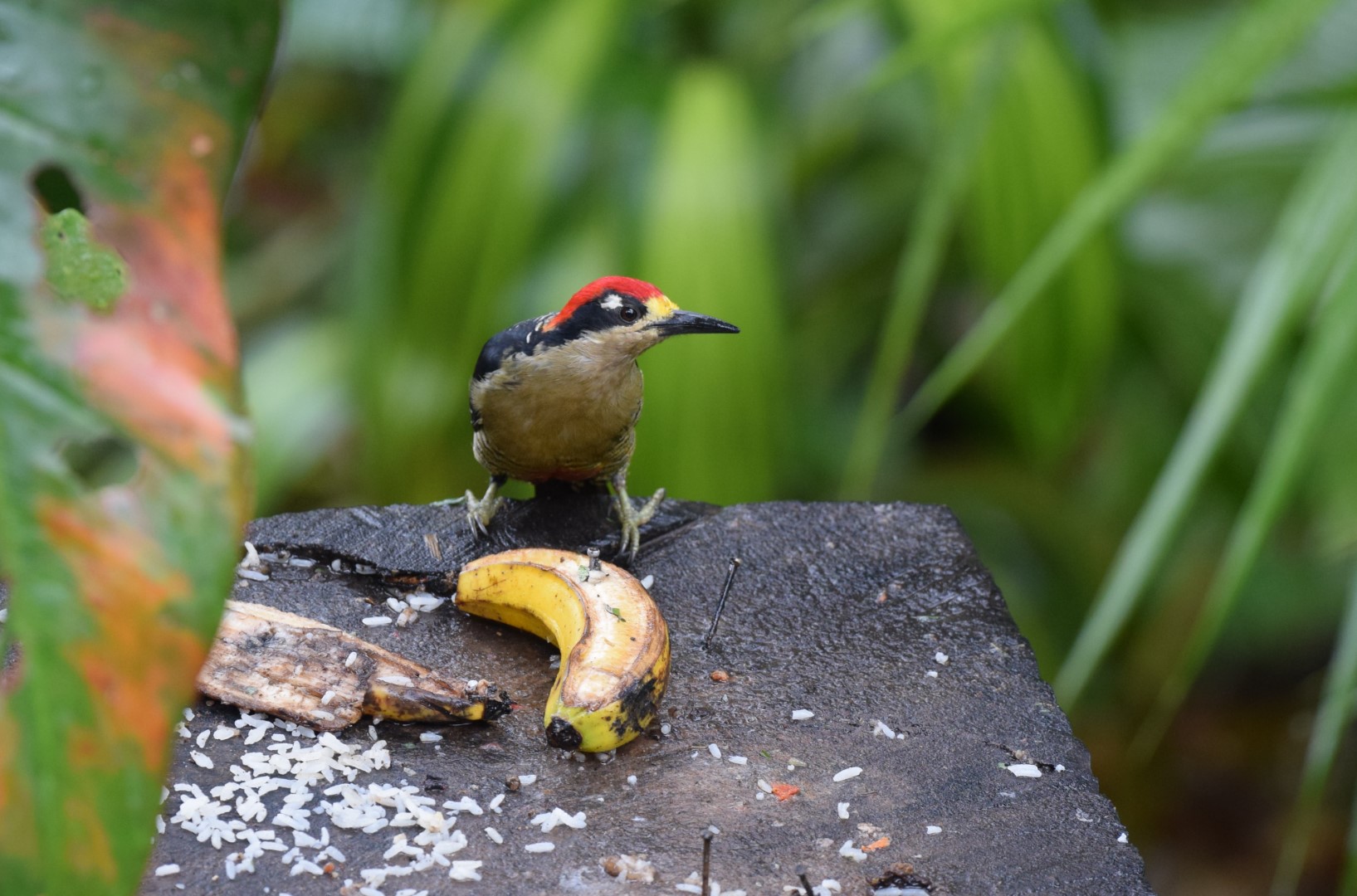 Black-cheeked woodpecker