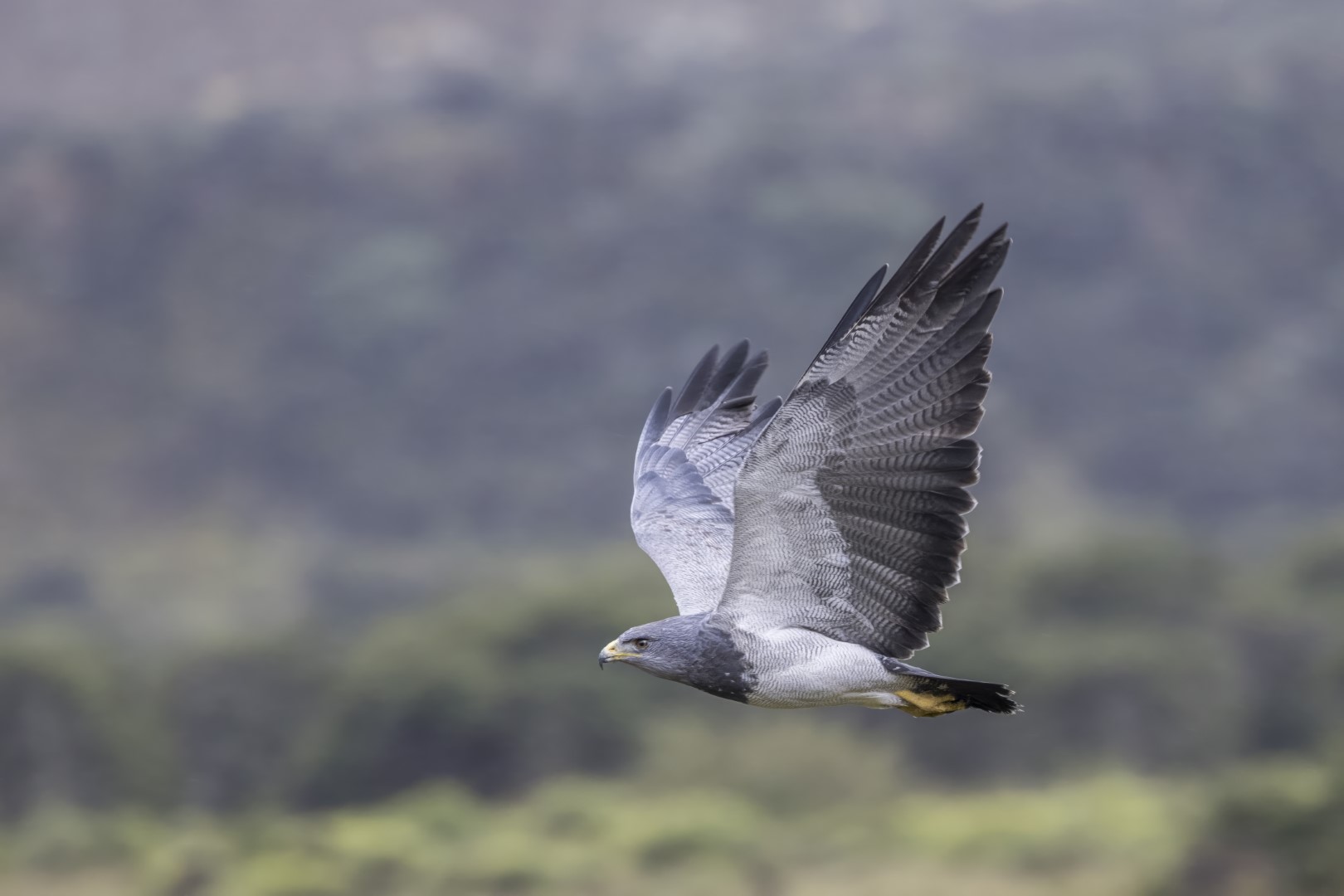 Black-chested Buzzard-Eagle