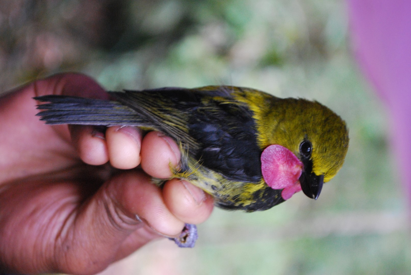 Black-chested Honeyeater