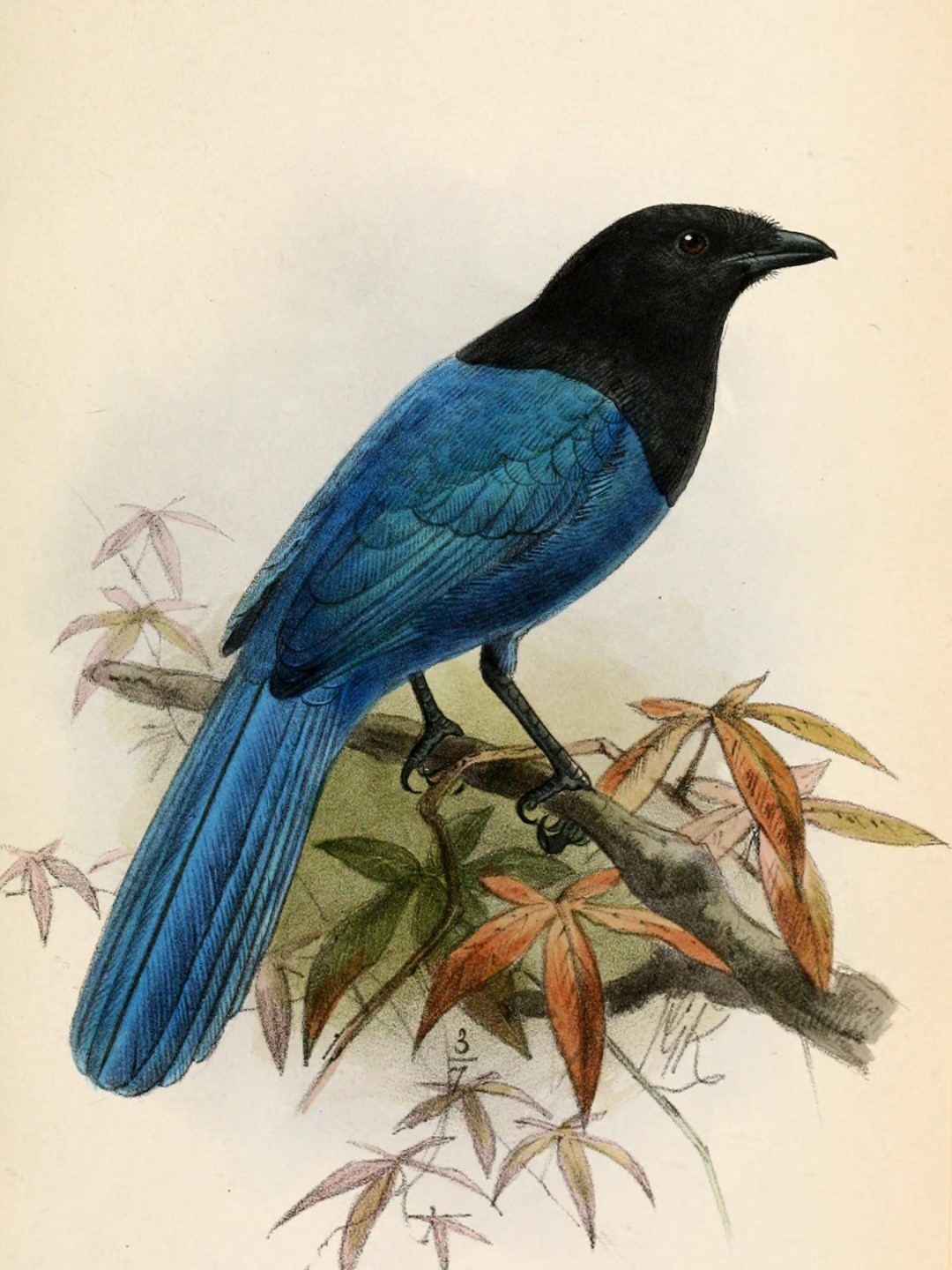 Black-chested Jay