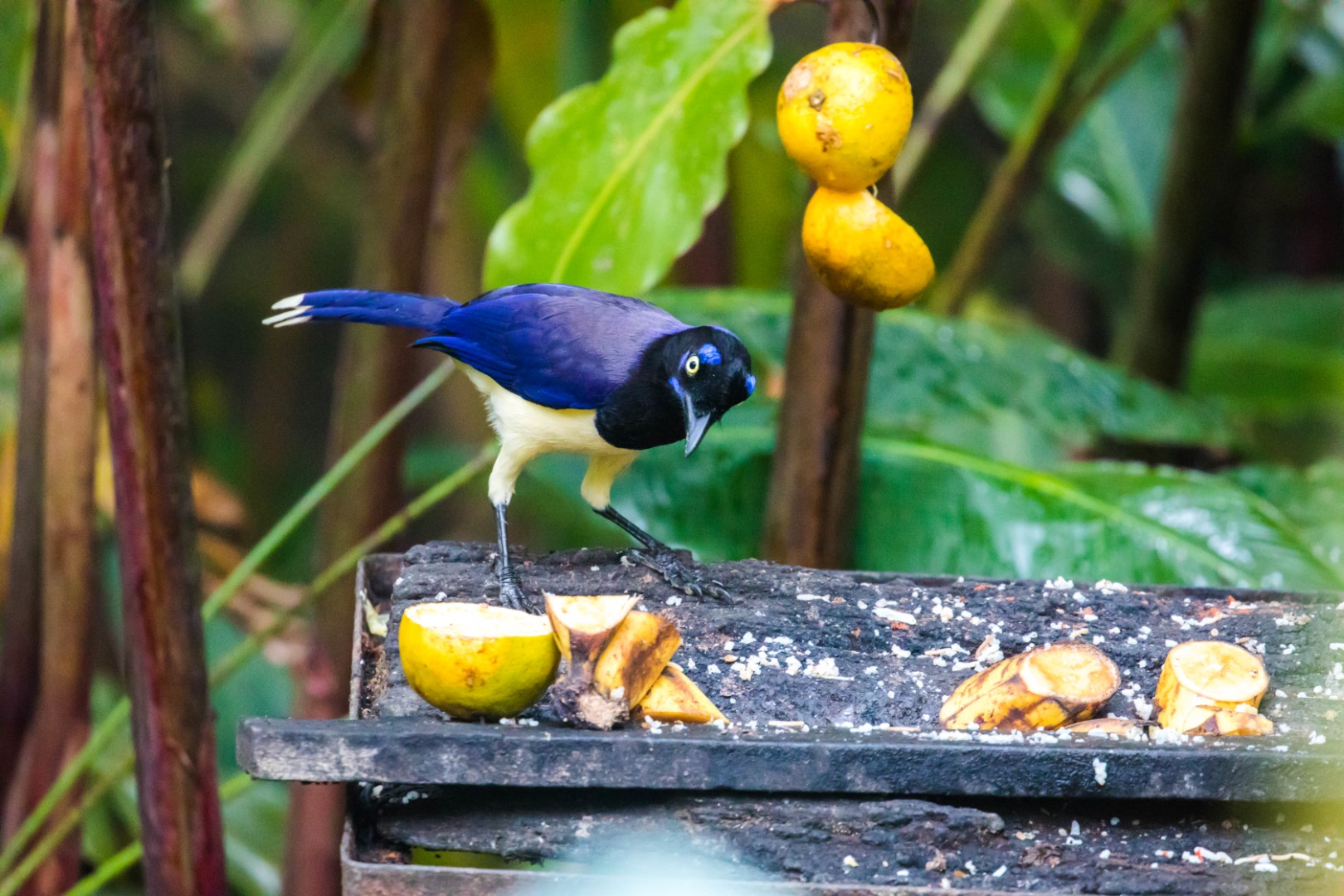 Black-chested Jay