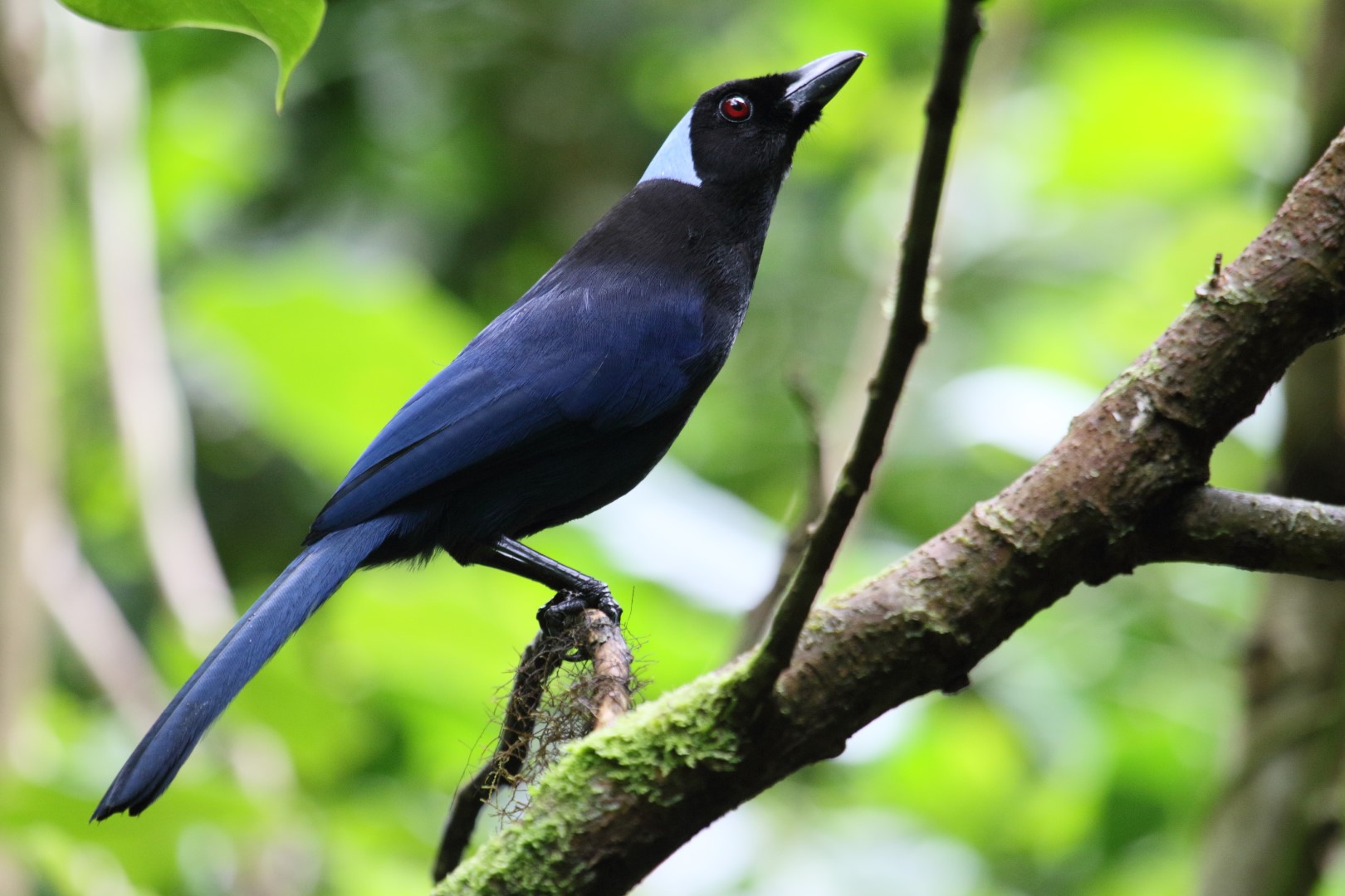 Black-chested Jay