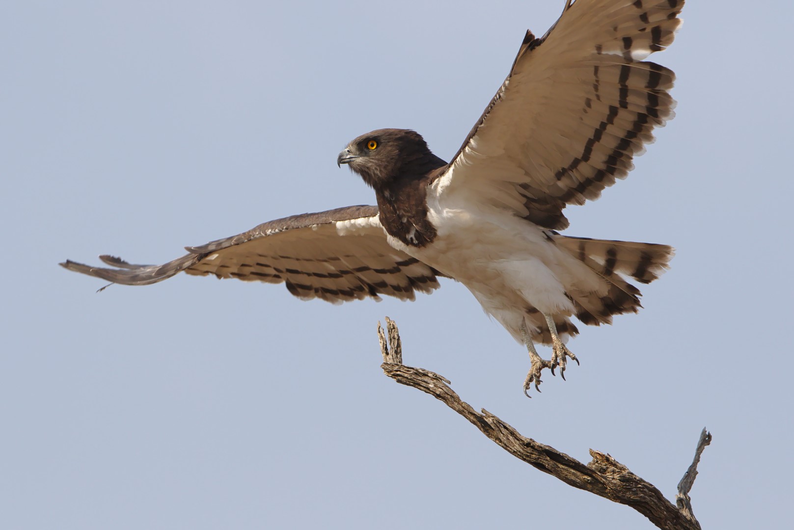 Black-chested Snake Eagle