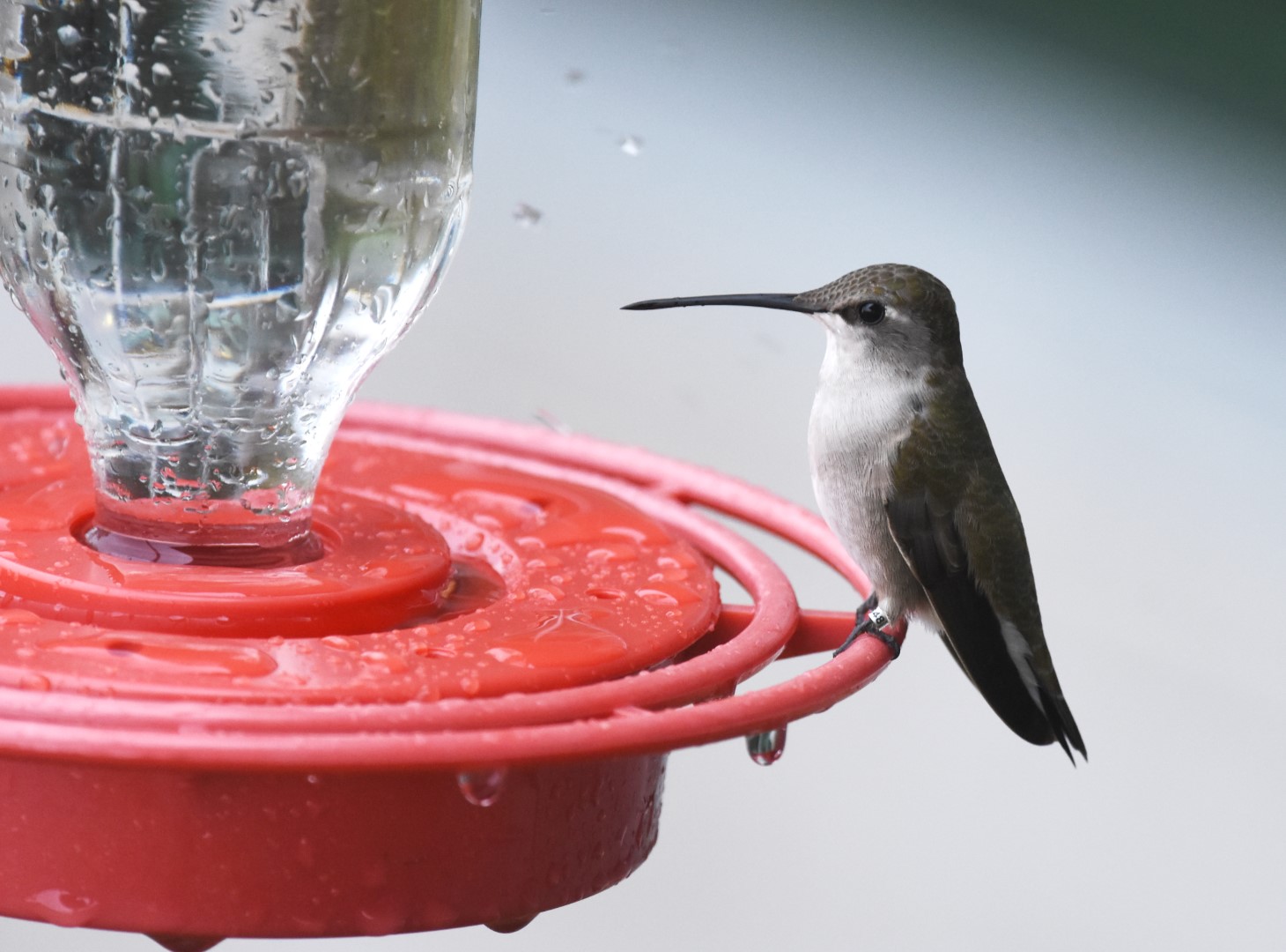 Black-chinned hummingbird