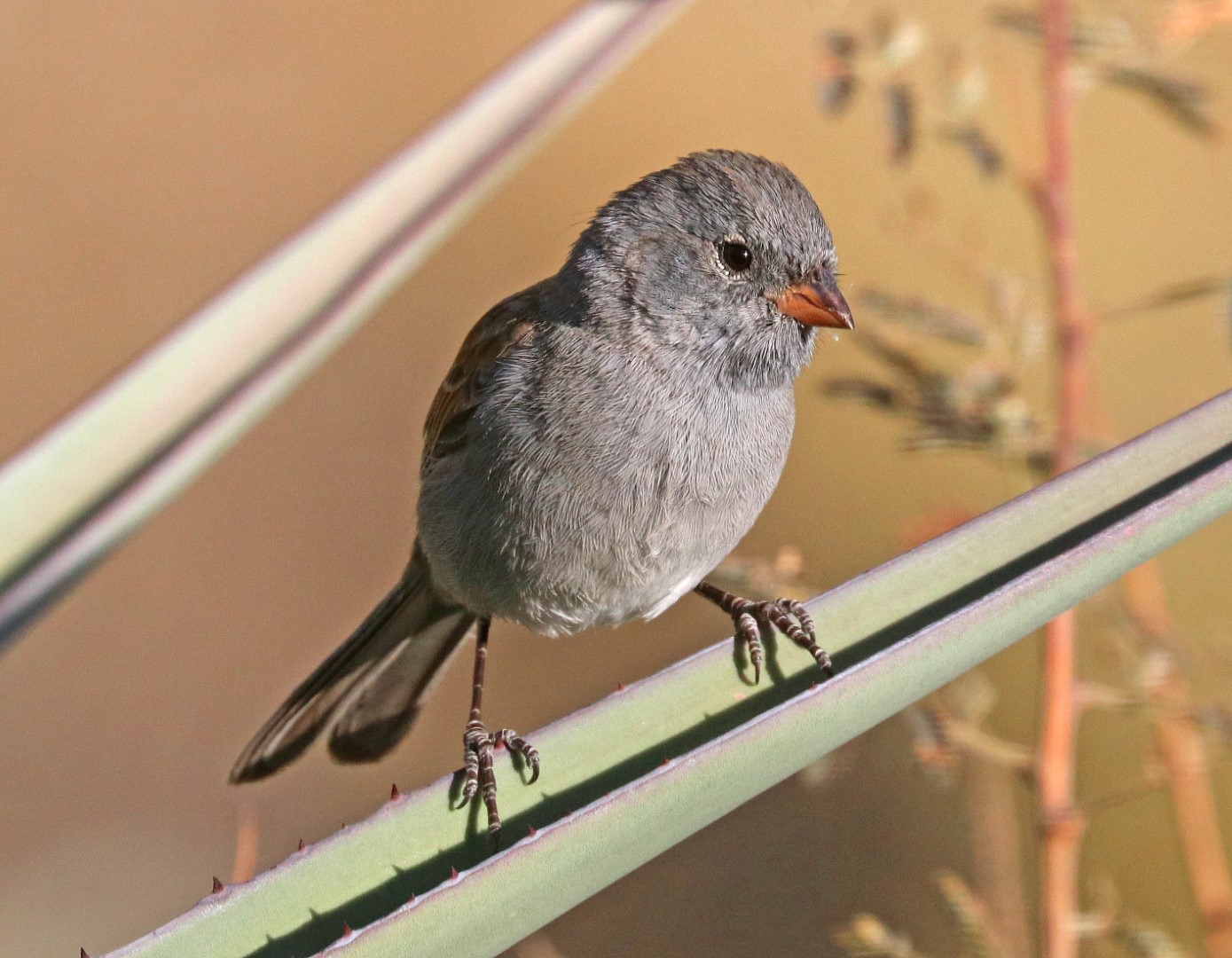 Black-chinned Sparrow