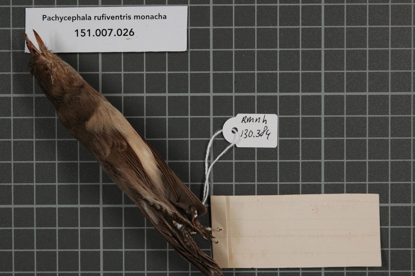 Black-chinned Whistler