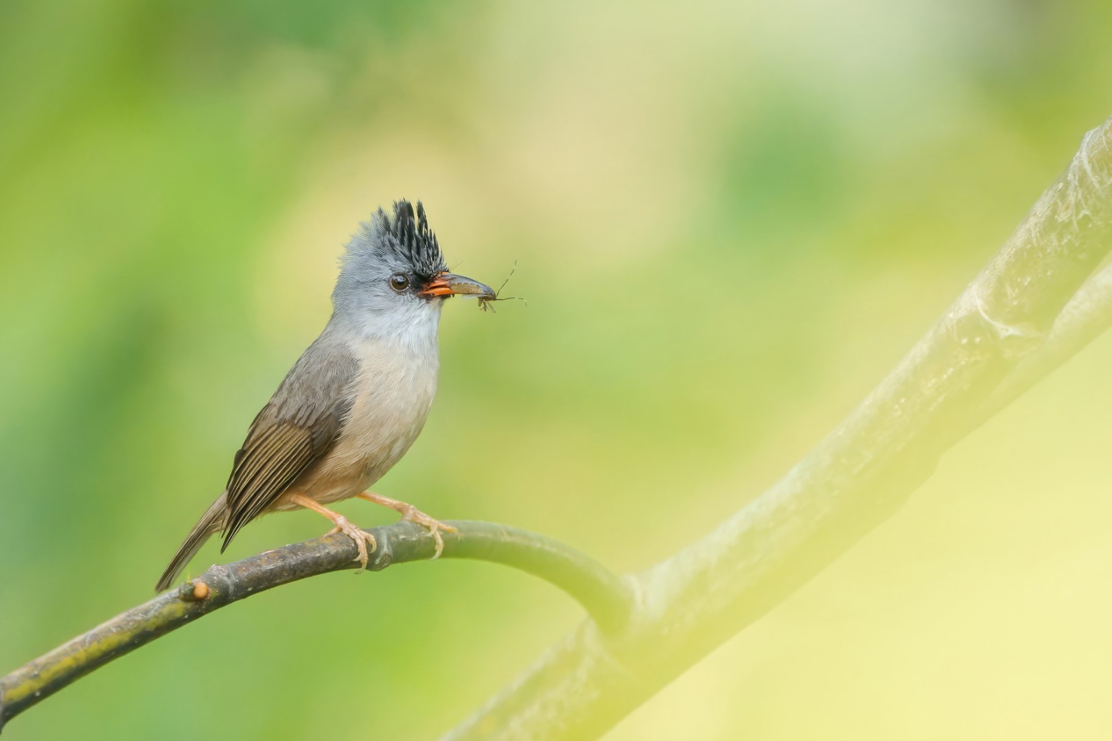 Black-chinned Yuhina