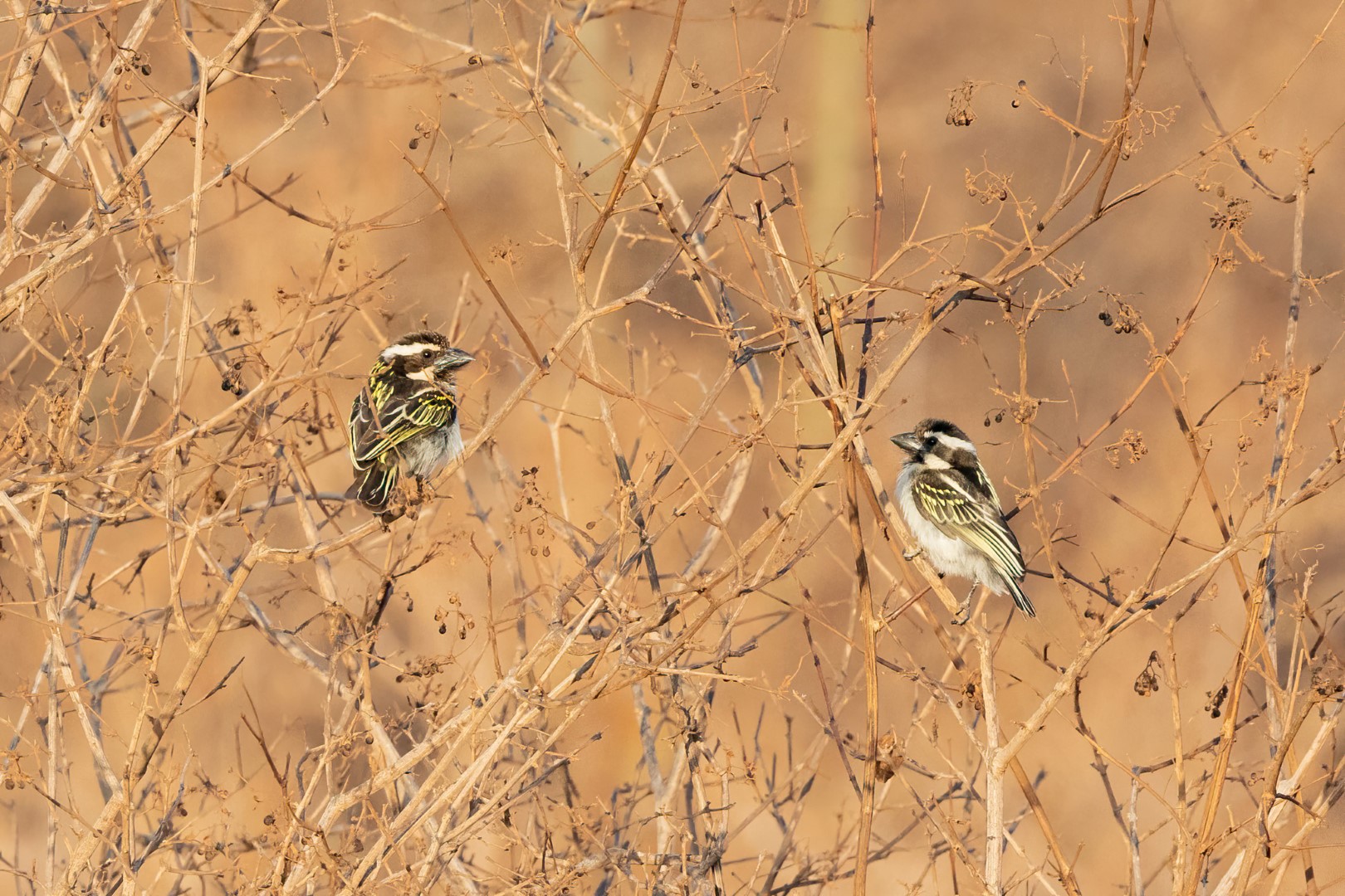 Black-Collared Barbet