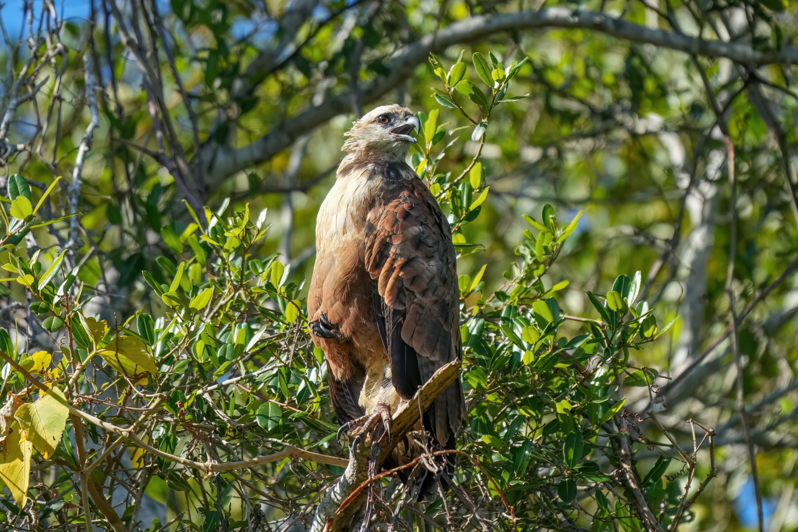 Black-collared Hawk