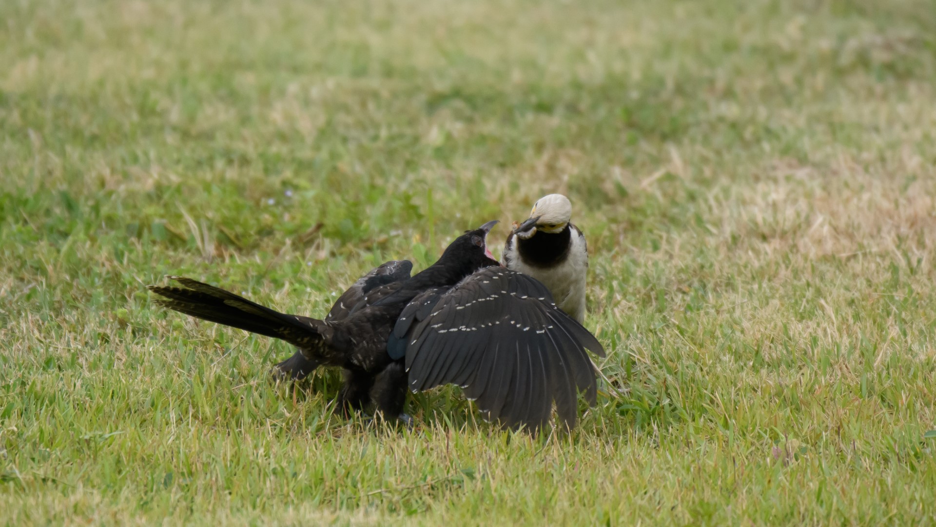 Black-collared Starling