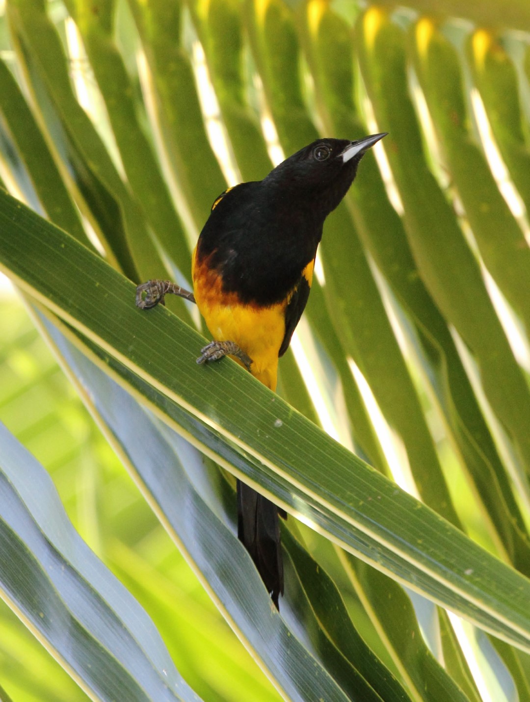 Black-cowled Oriole
