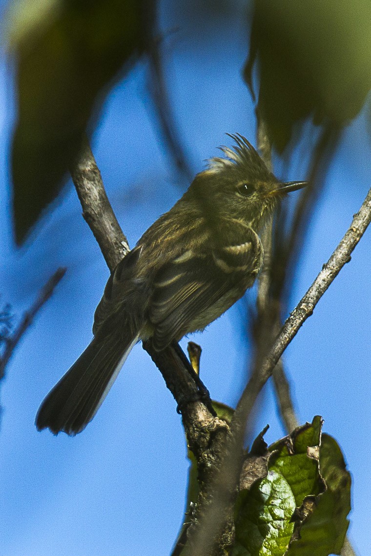 Black-crested Tit-Tyrant