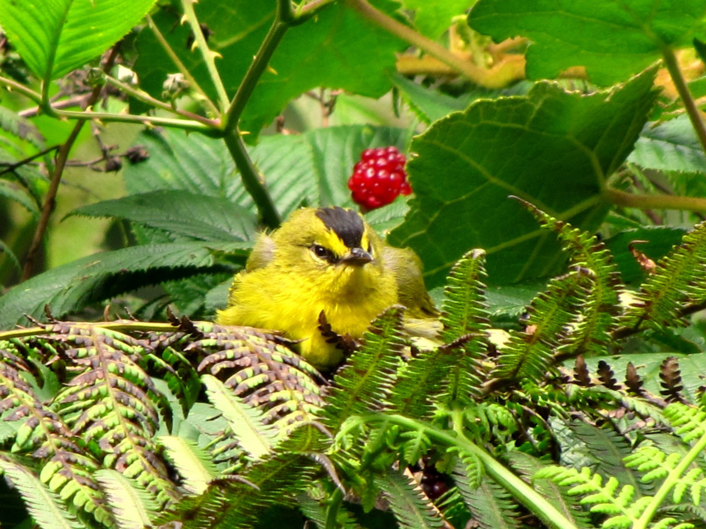 Black-crested Warbler