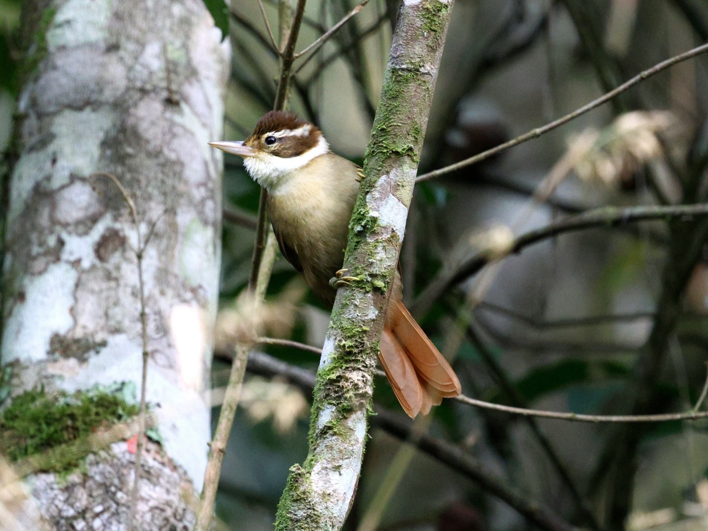 Black-crowned Antpitta
