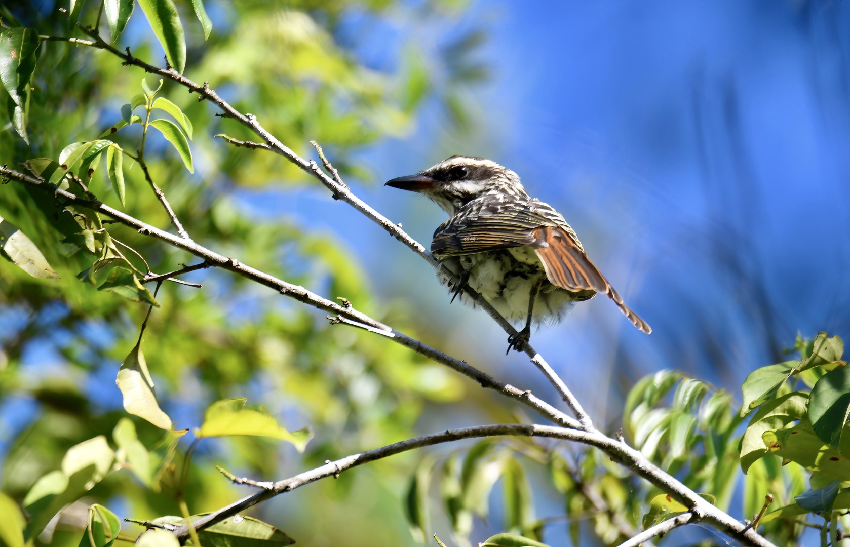 Black-crowned Antshrike