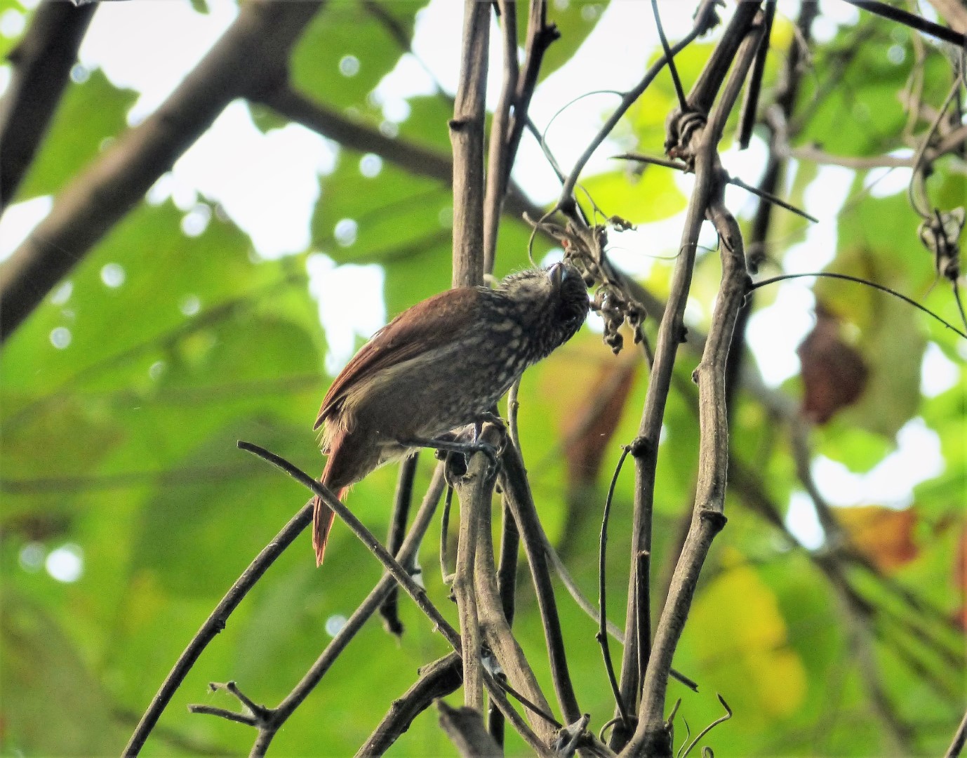 Black-crowned Antshrike