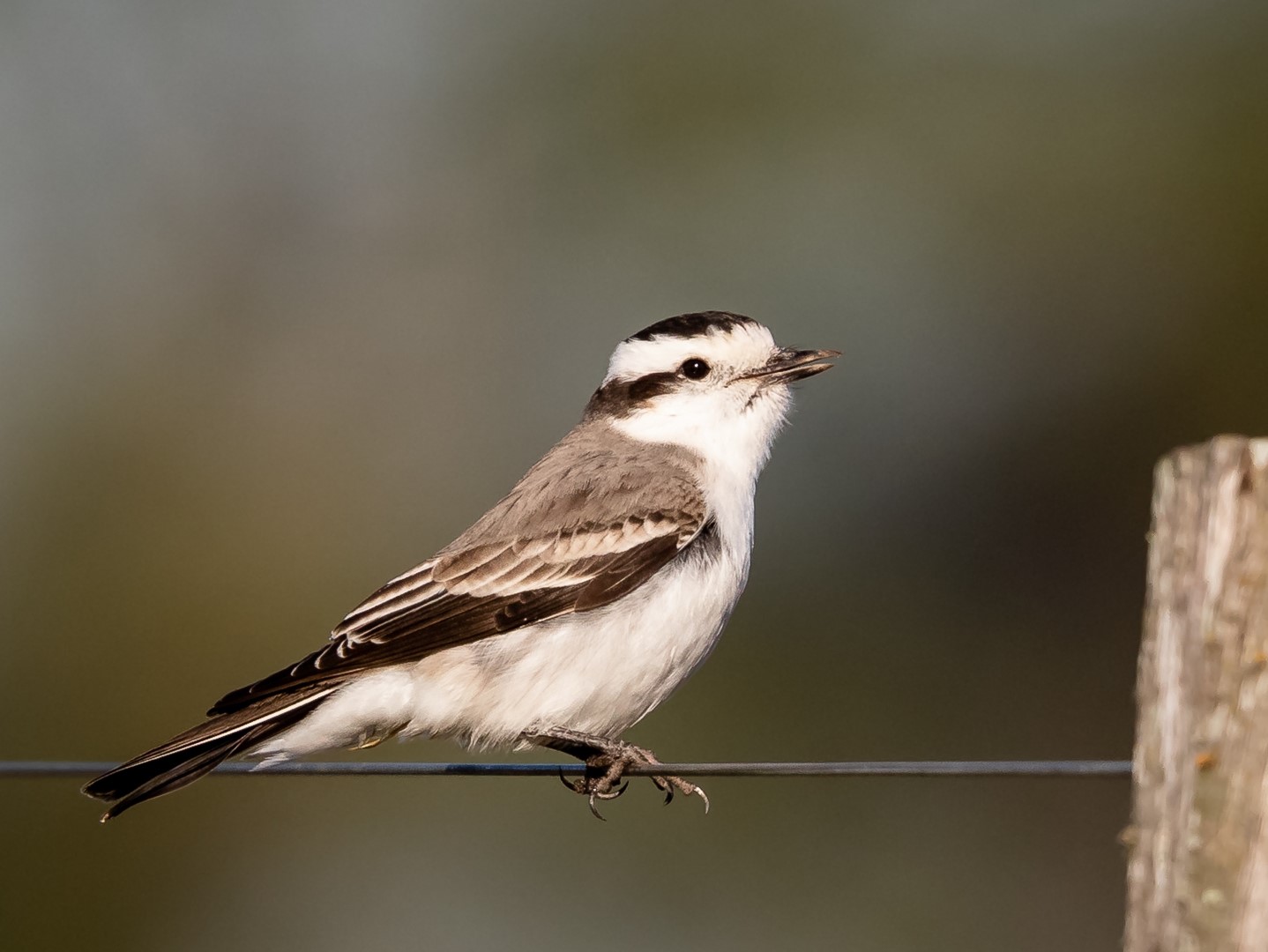 Black-crowned Monjita