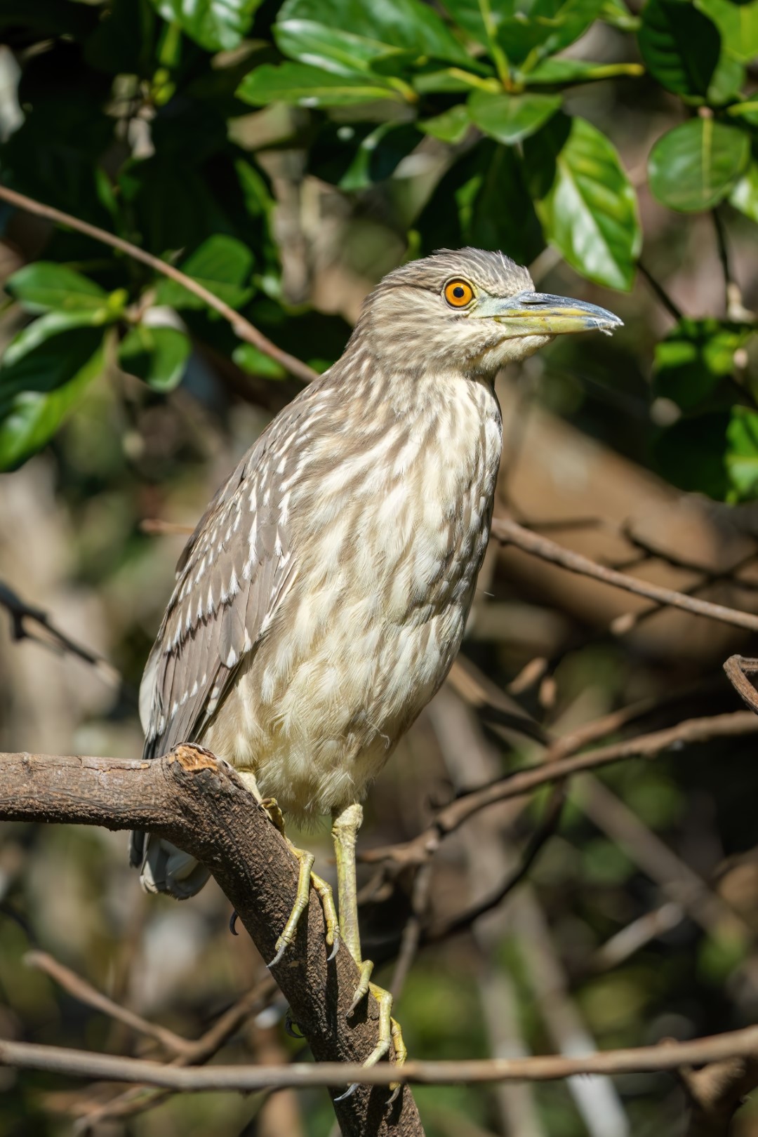 Black-crowned Night Heron