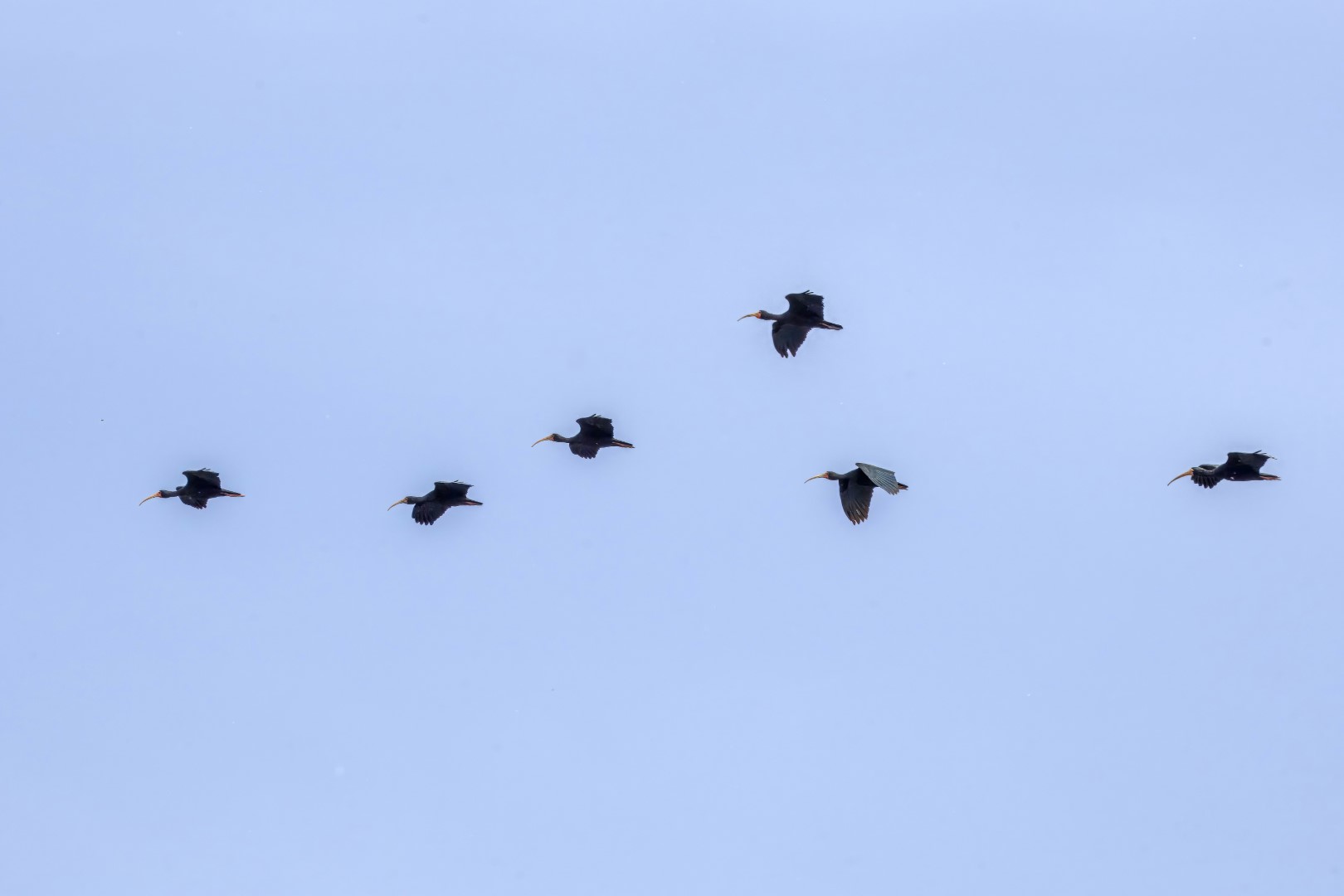Black-crowned Night Heron