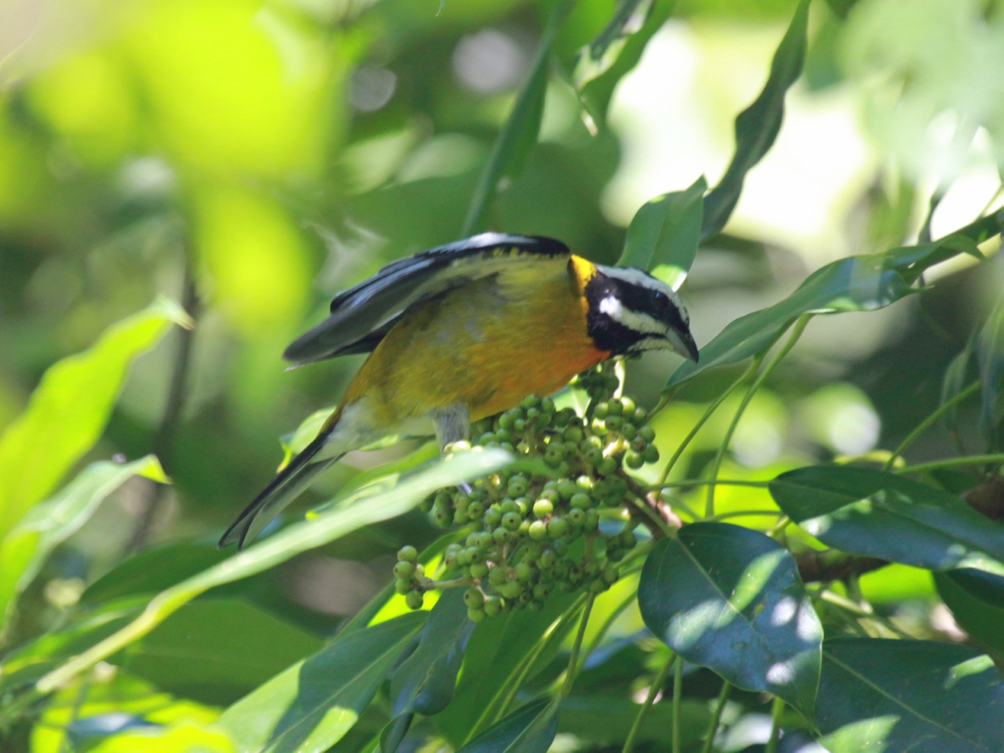 Black-crowned Palm-Tanager