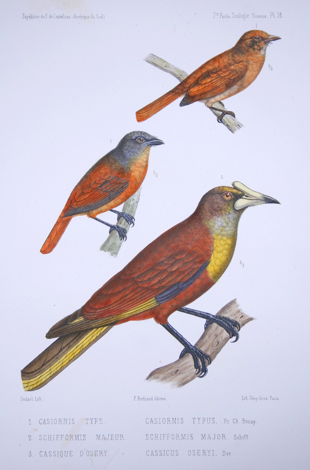 Black-crowned Schiffornis