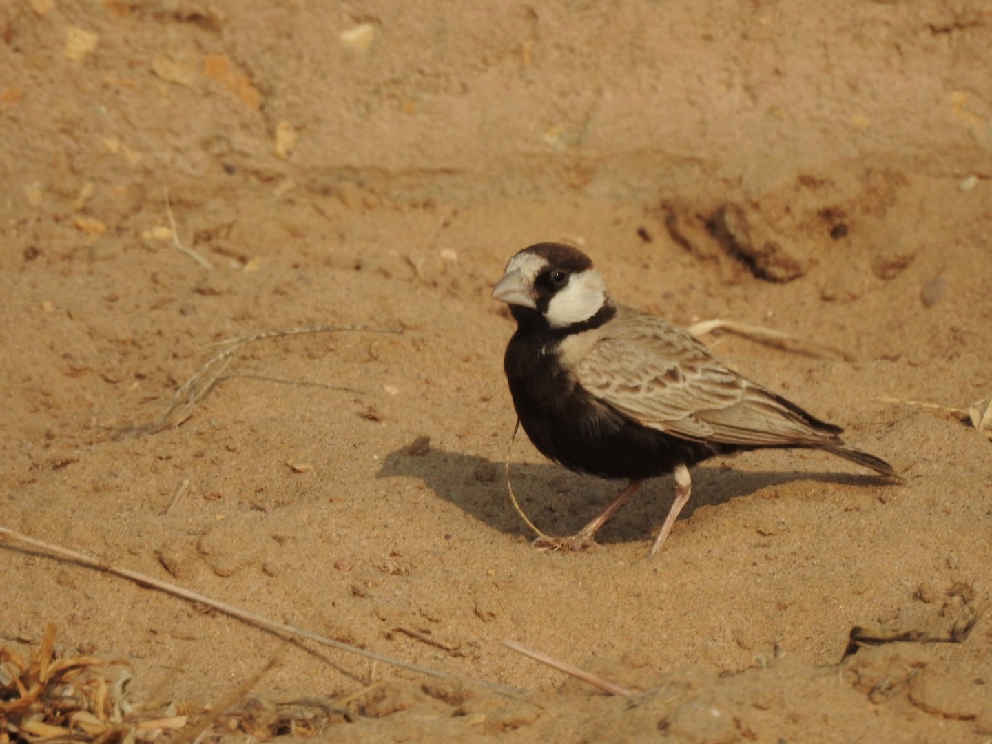 Black-crowned Sparrow-Lark