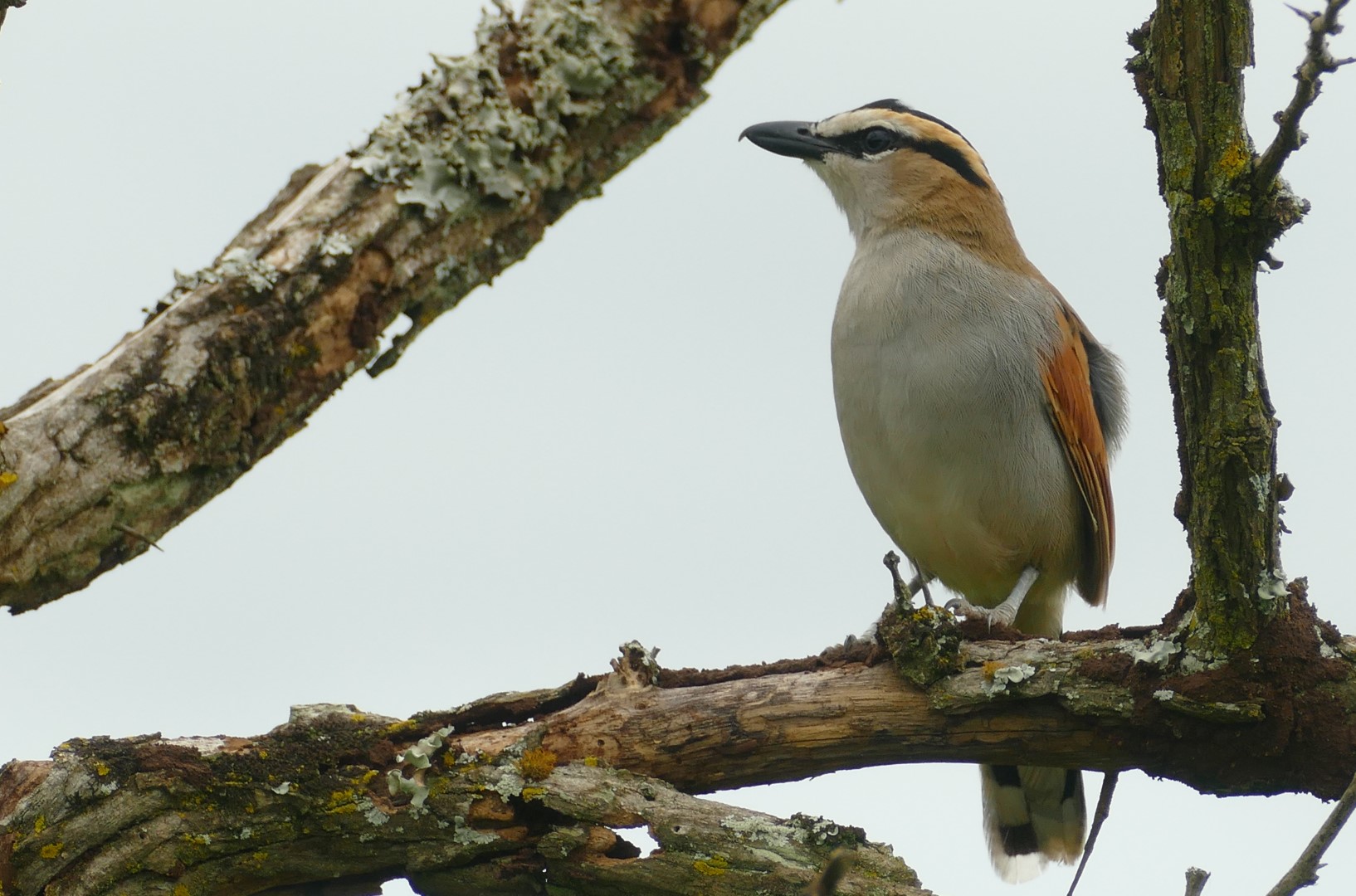 Black-crowned Tchagra
